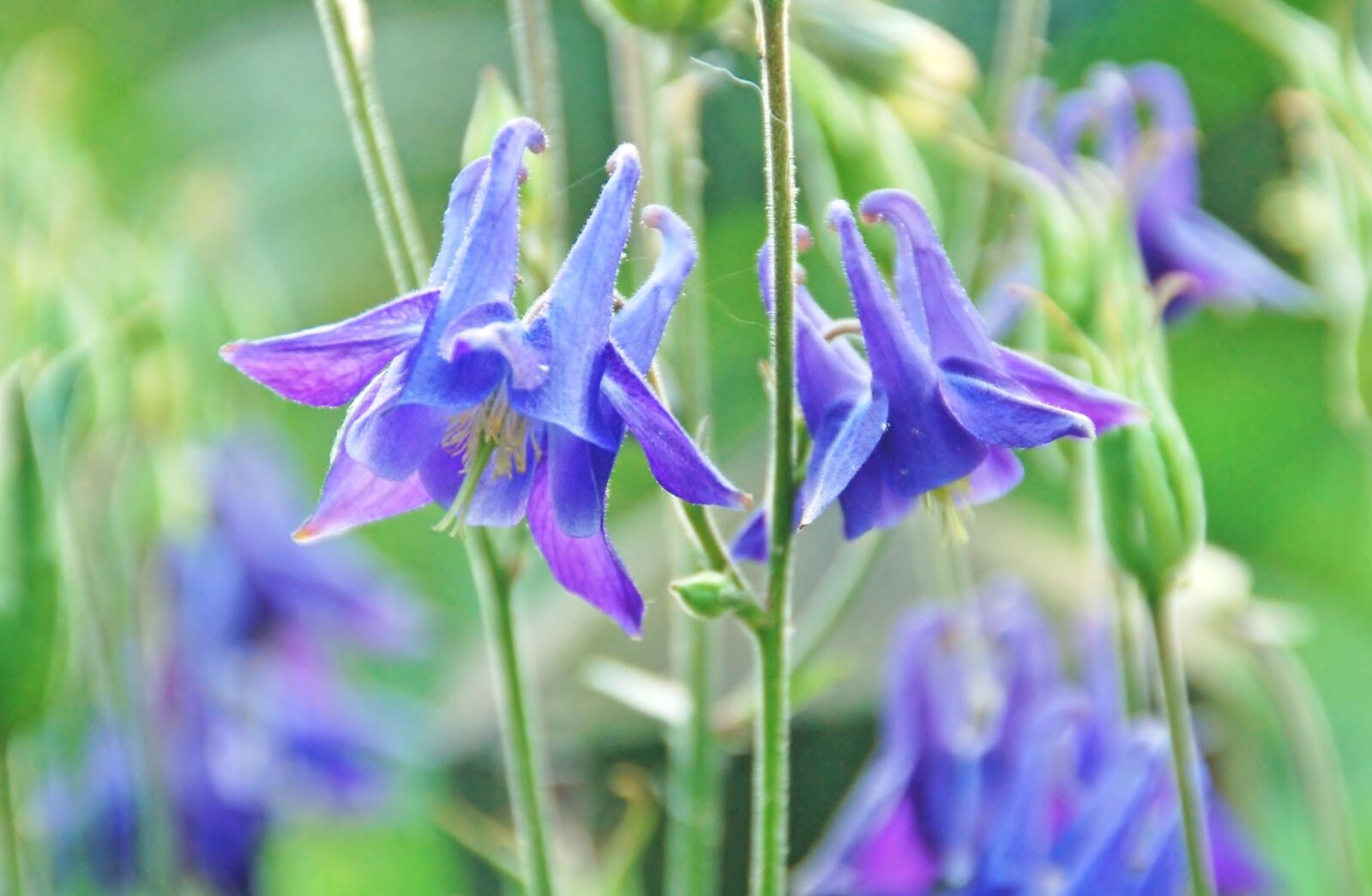 Nikon D50 sample photo. Plant, nature, summer photography