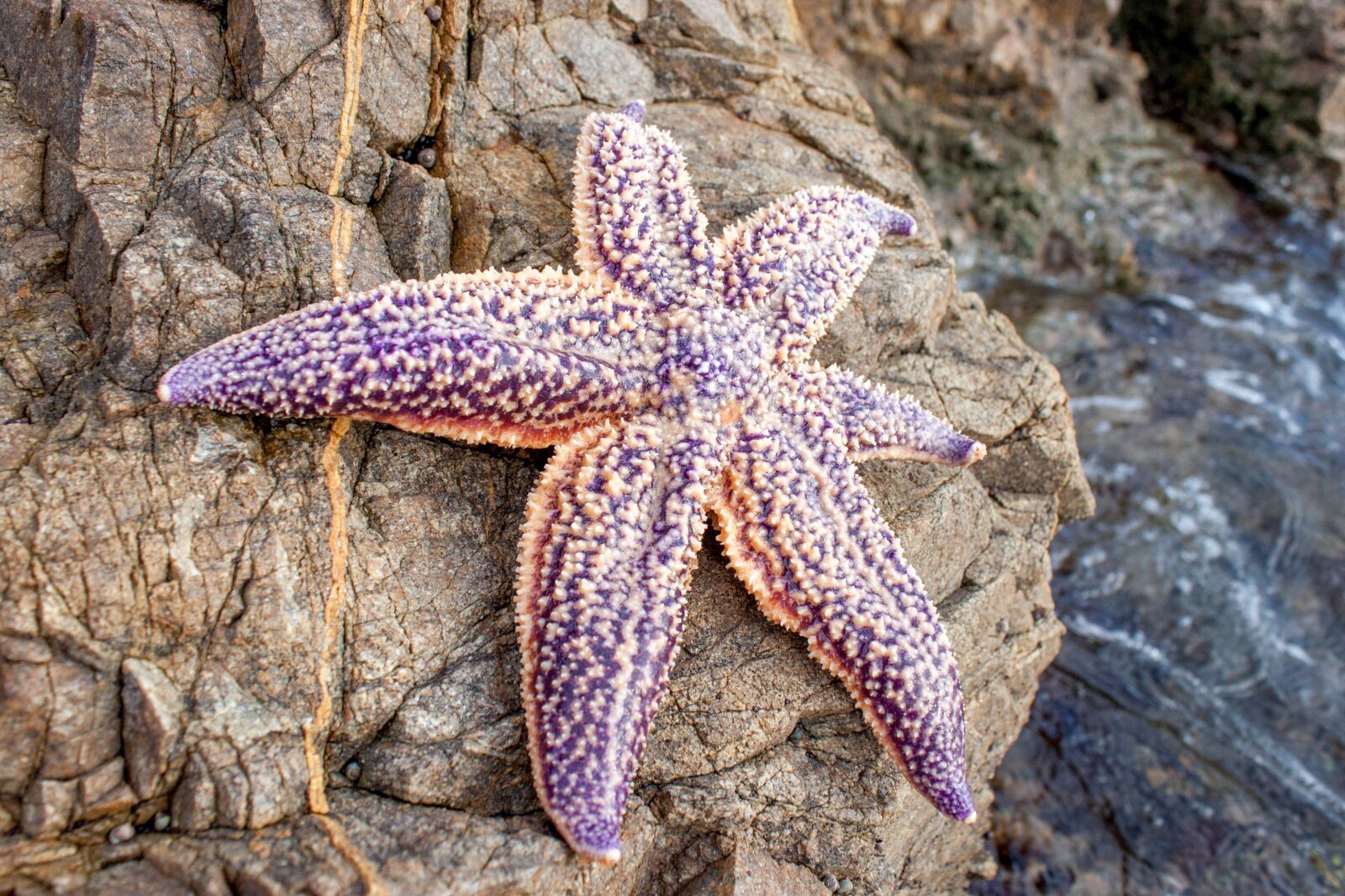 Морская звезда архипо. Астерия Амурская морская звезда. Шестиконечная морская звезда. Цветок «морская звезда» (Starfish Flower). Морские звезды японского моря.