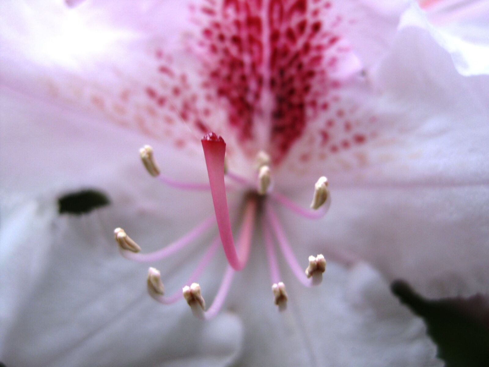 Canon PowerShot SD1100 IS (Digital IXUS 80 IS / IXY Digital 20 IS) sample photo. Flower, white, plant photography