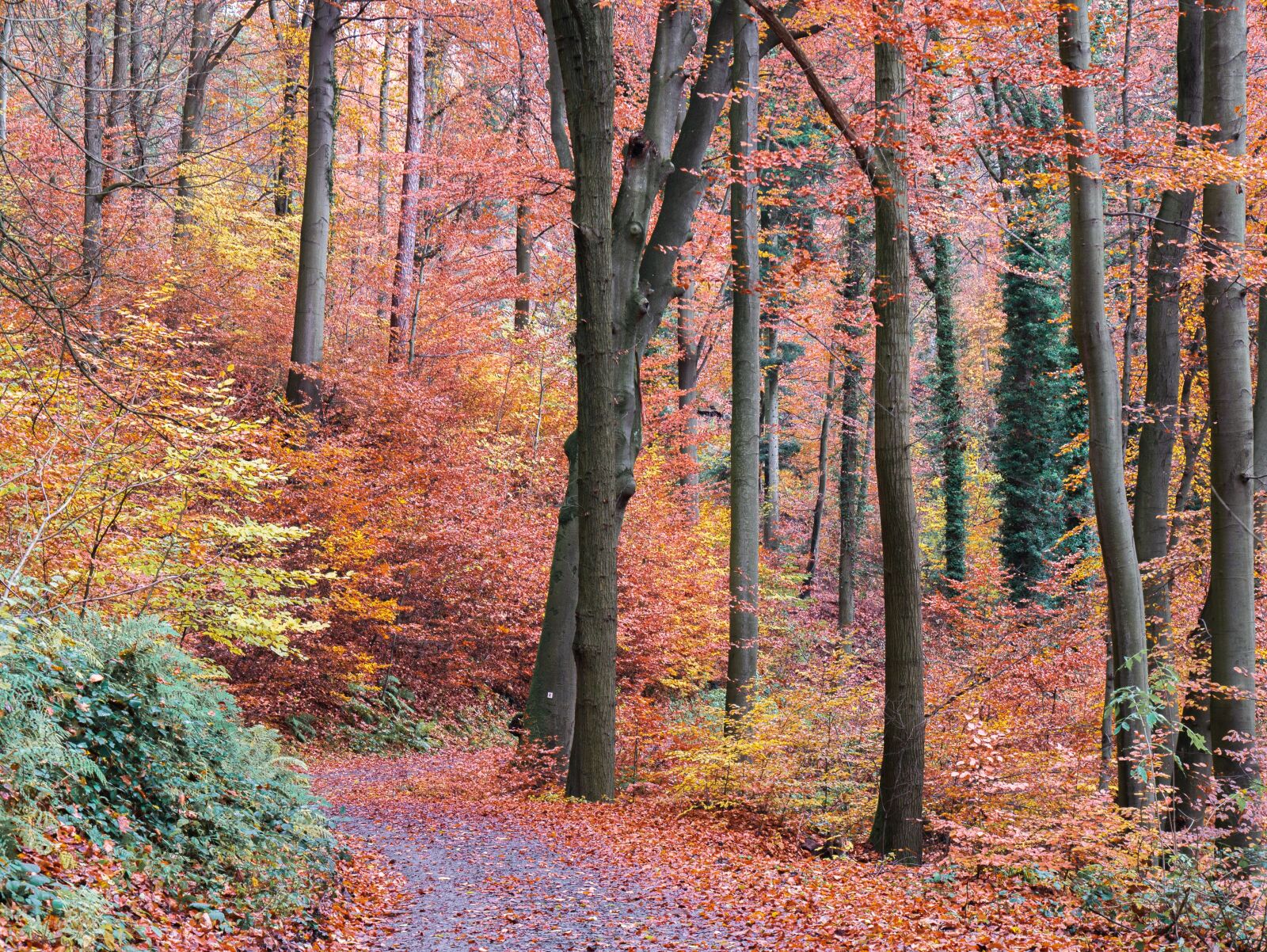 Panasonic DMC-G81 sample photo. Gerbst, forest, forest path photography
