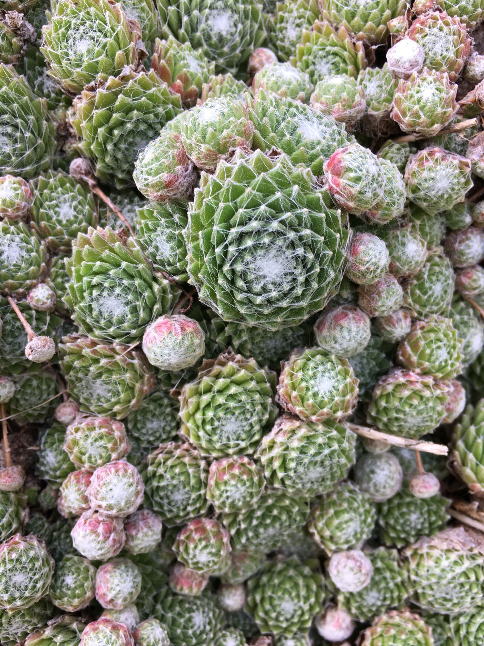Apple iPhone 6s sample photo. Nature, desktop, flora photography