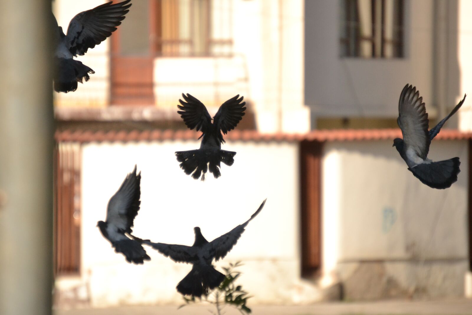 Nikon D3100 sample photo. Pigeon, birds, flying photography
