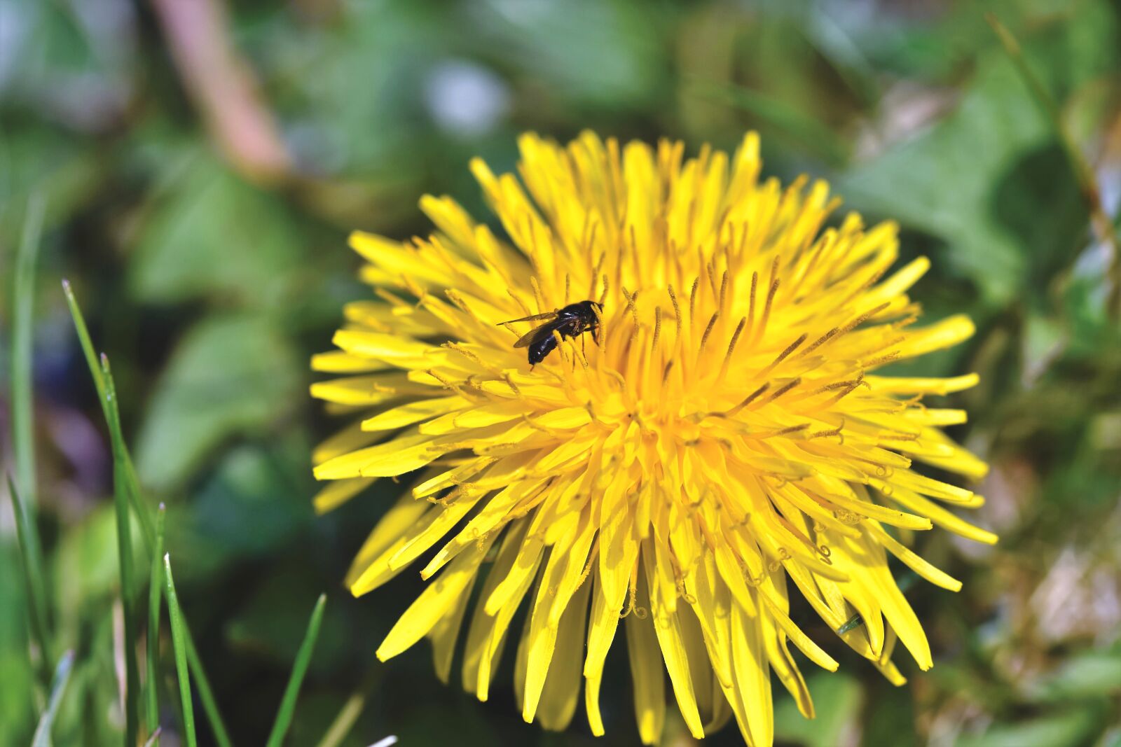 Nikon D7200 sample photo. Dandelion, flower, fly photography
