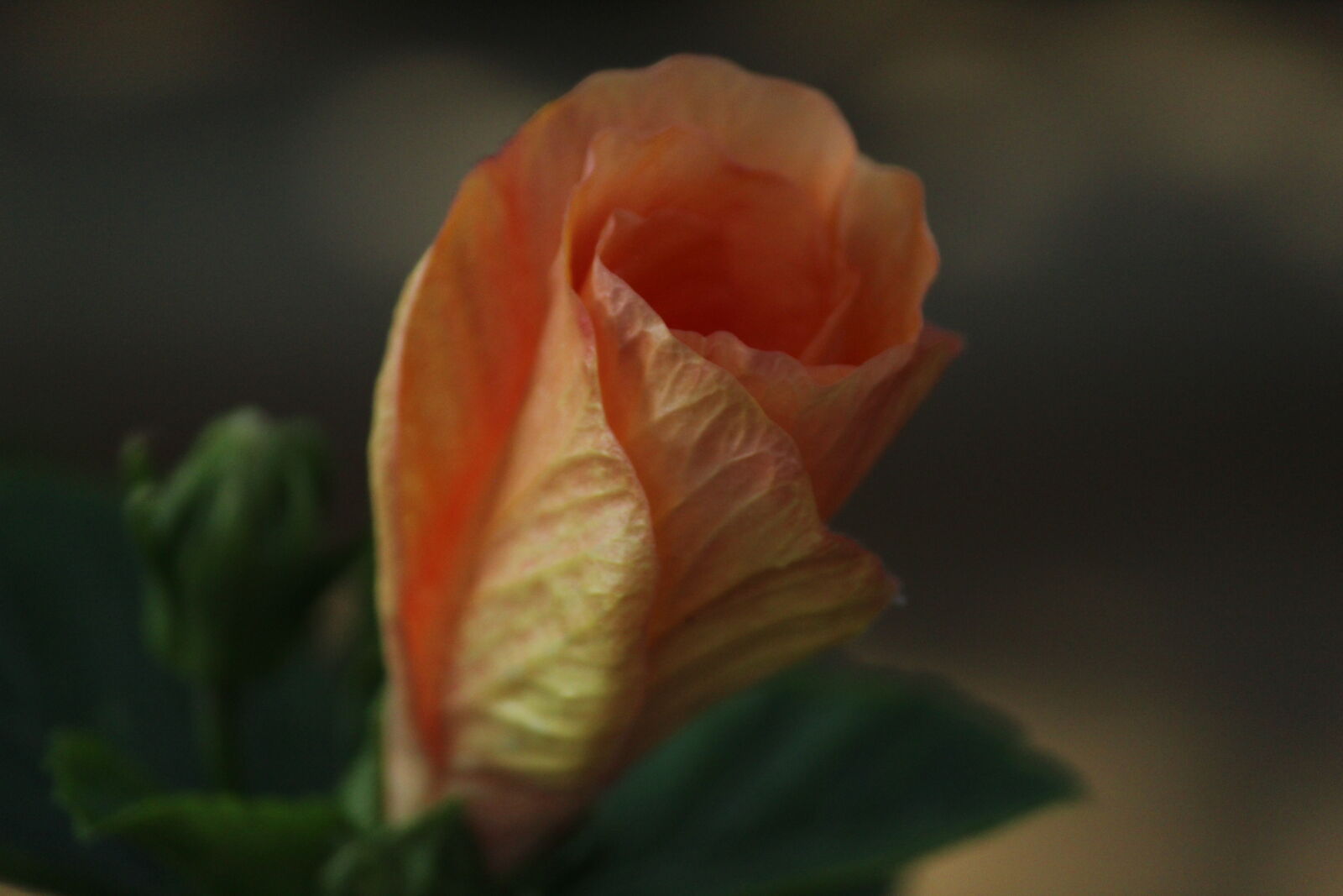 Canon EOS 1200D (EOS Rebel T5 / EOS Kiss X70 / EOS Hi) sample photo. Flower, micro, nature photography