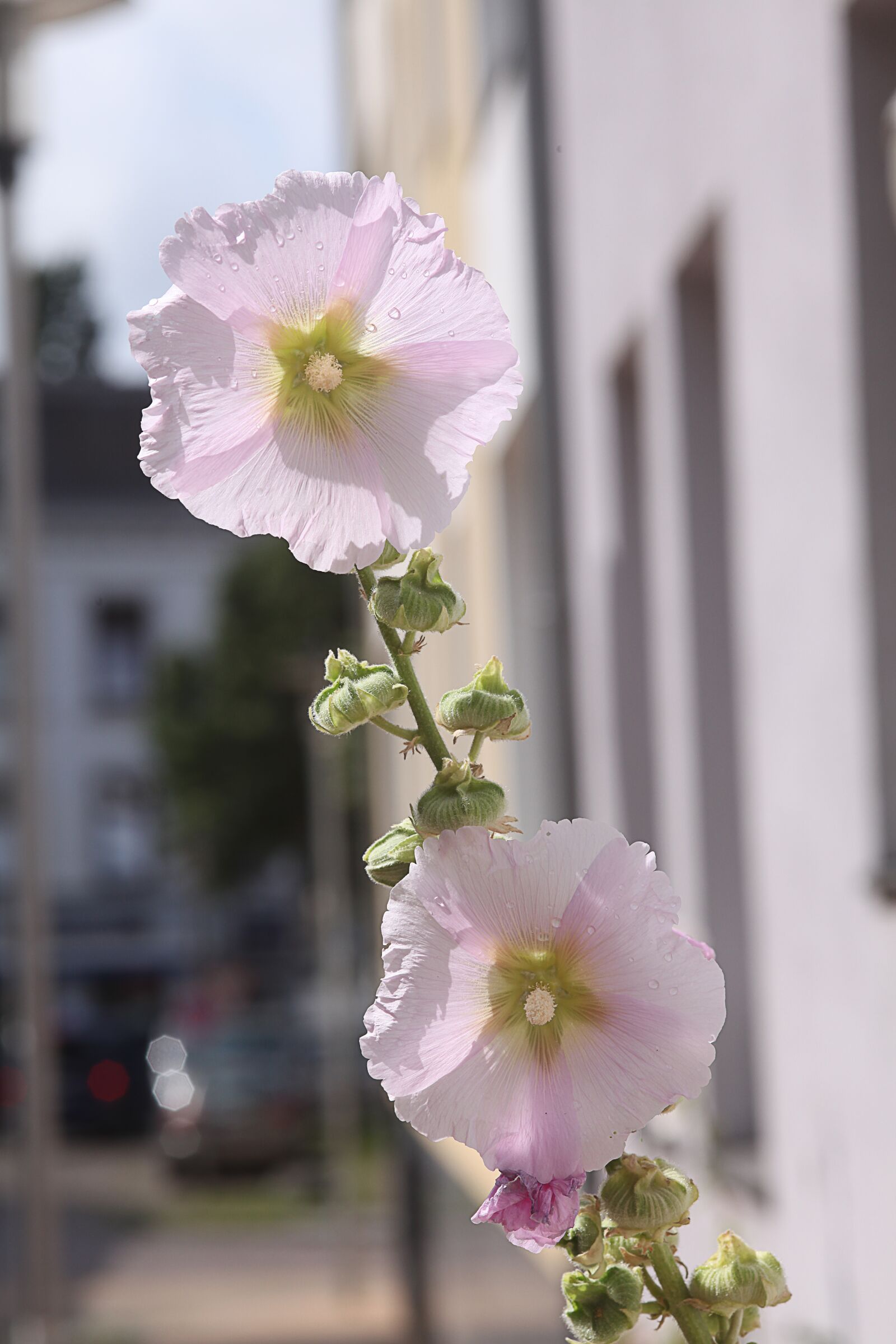 Canon EOS 5D Mark II sample photo. Stock rose, pink, summer photography