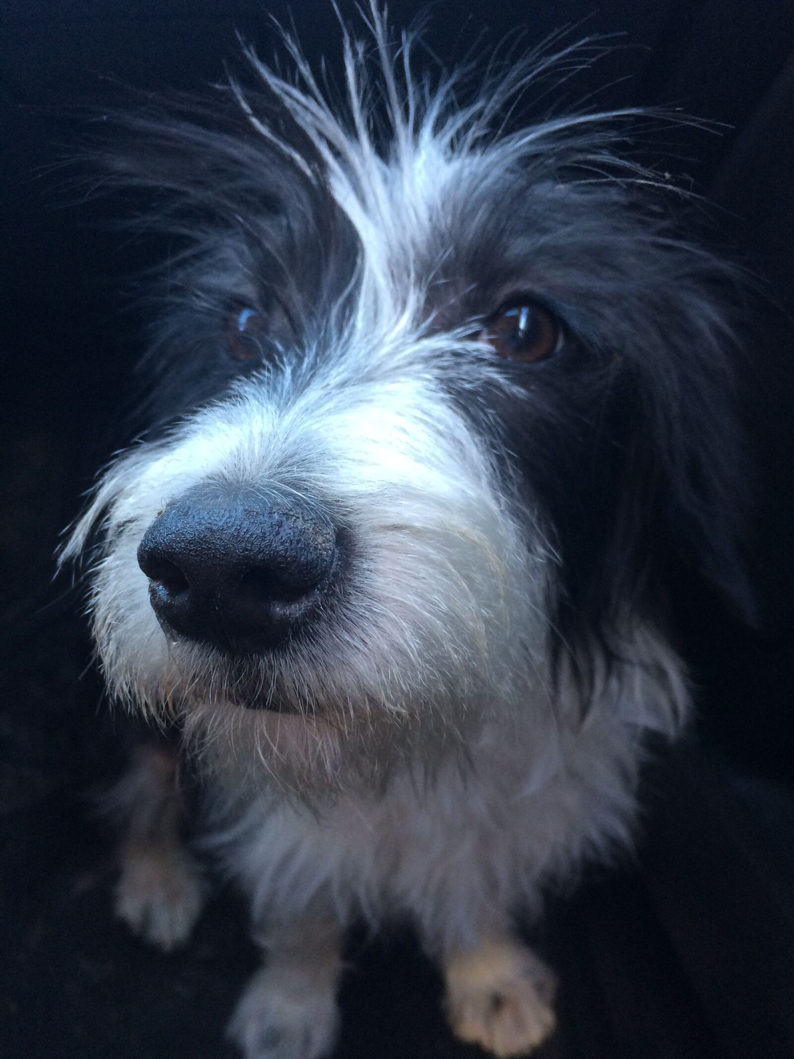 iPhone 5s back camera 4.15mm f/2.2 sample photo. Dog, dog, head photography