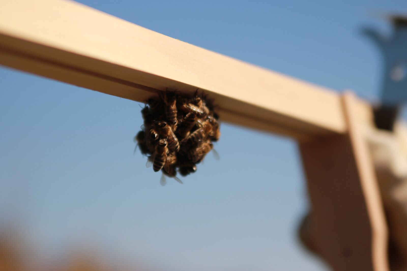 Canon EOS 750D (EOS Rebel T6i / EOS Kiss X8i) sample photo. Bees, combs, honey photography