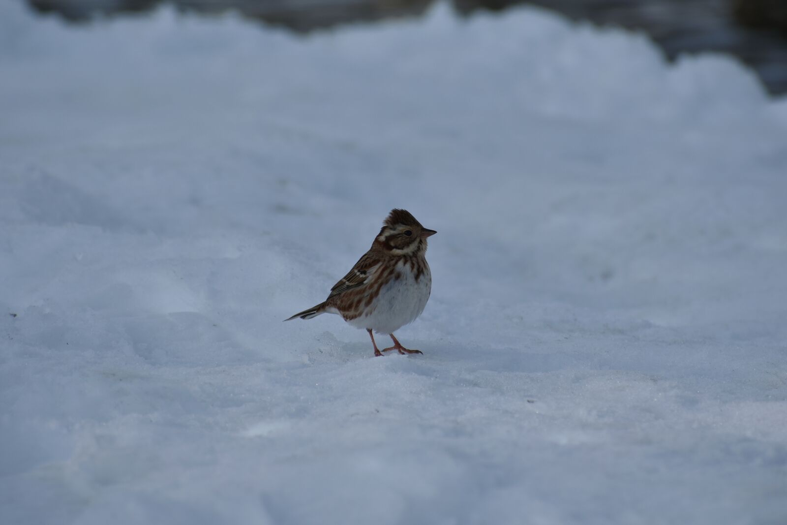 Nikon D7200 sample photo. Animal, bird, wild birds photography