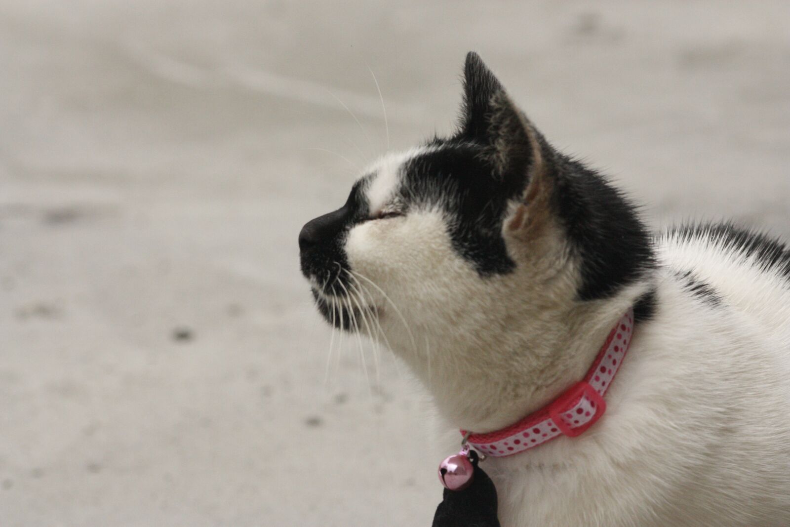 Canon EOS 450D (EOS Rebel XSi / EOS Kiss X2) sample photo. Cat, black and white photography