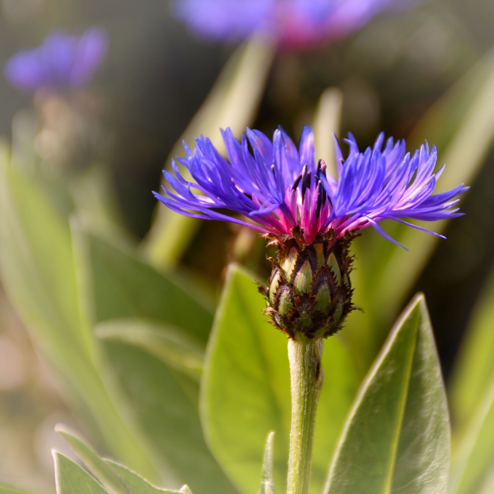 Nikon D5500 sample photo. Cornflower, garden, nature photography