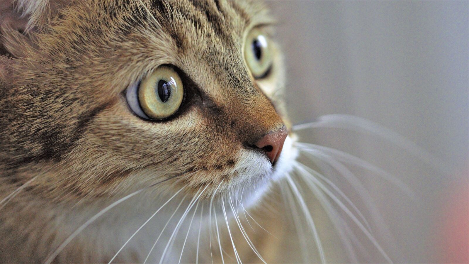 Sony SLT-A77 sample photo. Animals, cat, eyes photography