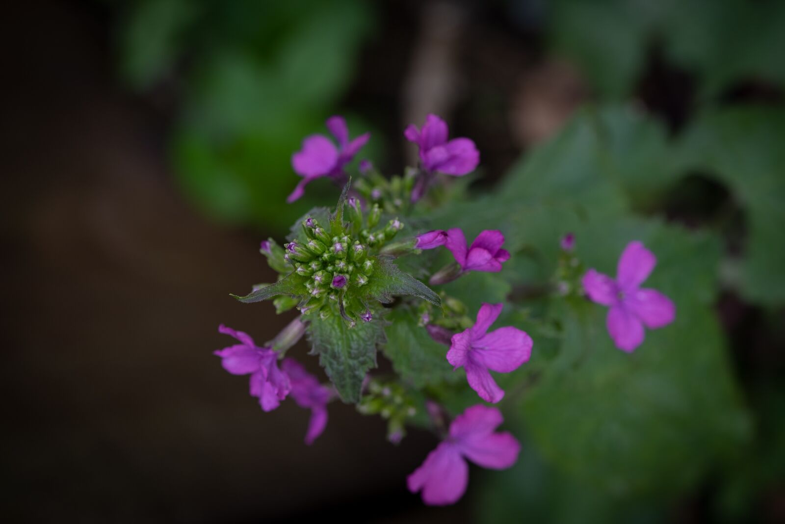 Nikon D750 sample photo. Pointed flower, blossom, bloom photography