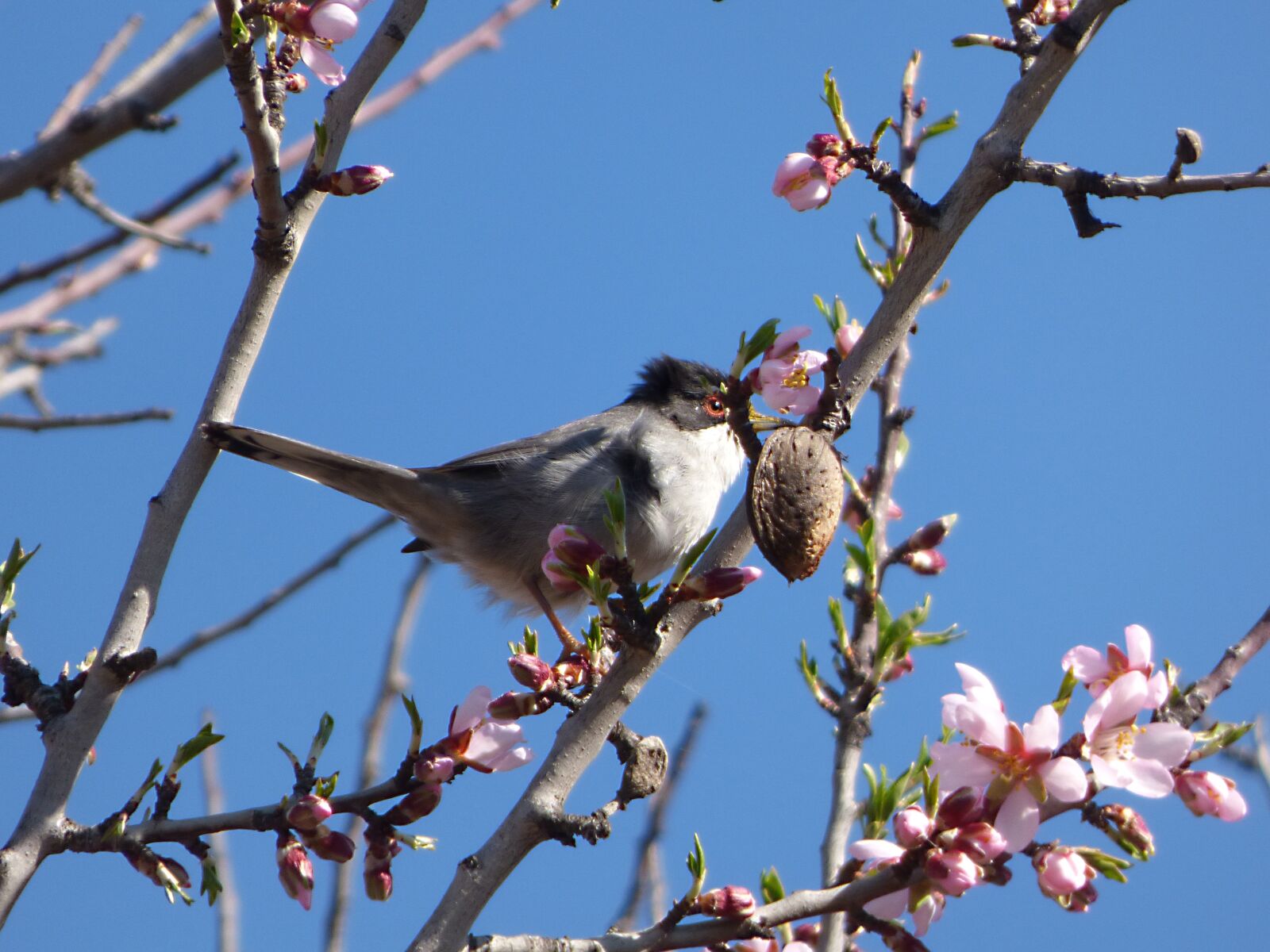 Panasonic Lumix DMC-FZ70 sample photo. Sardinian warbler, tallarol capnegre photography
