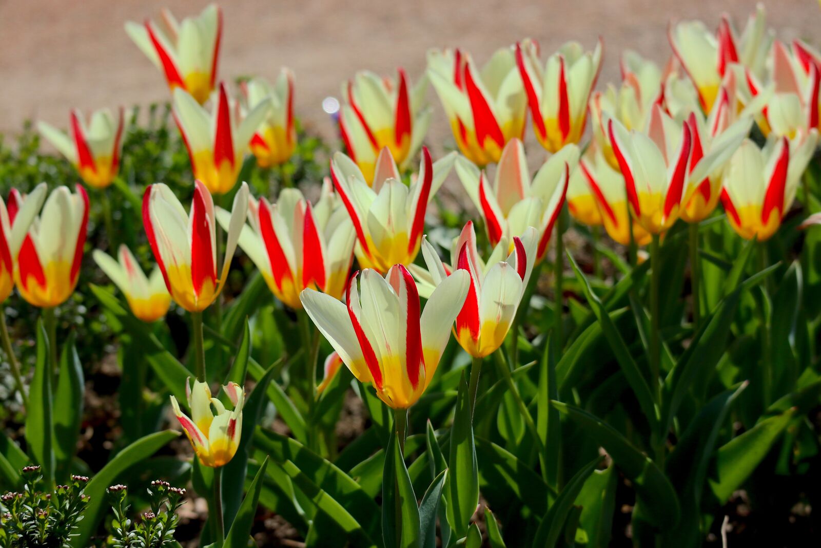 Canon EOS M100 + Canon EF-M 55-200mm F4.5-6.3 IS STM sample photo. Tulips, spring, spring flowers photography