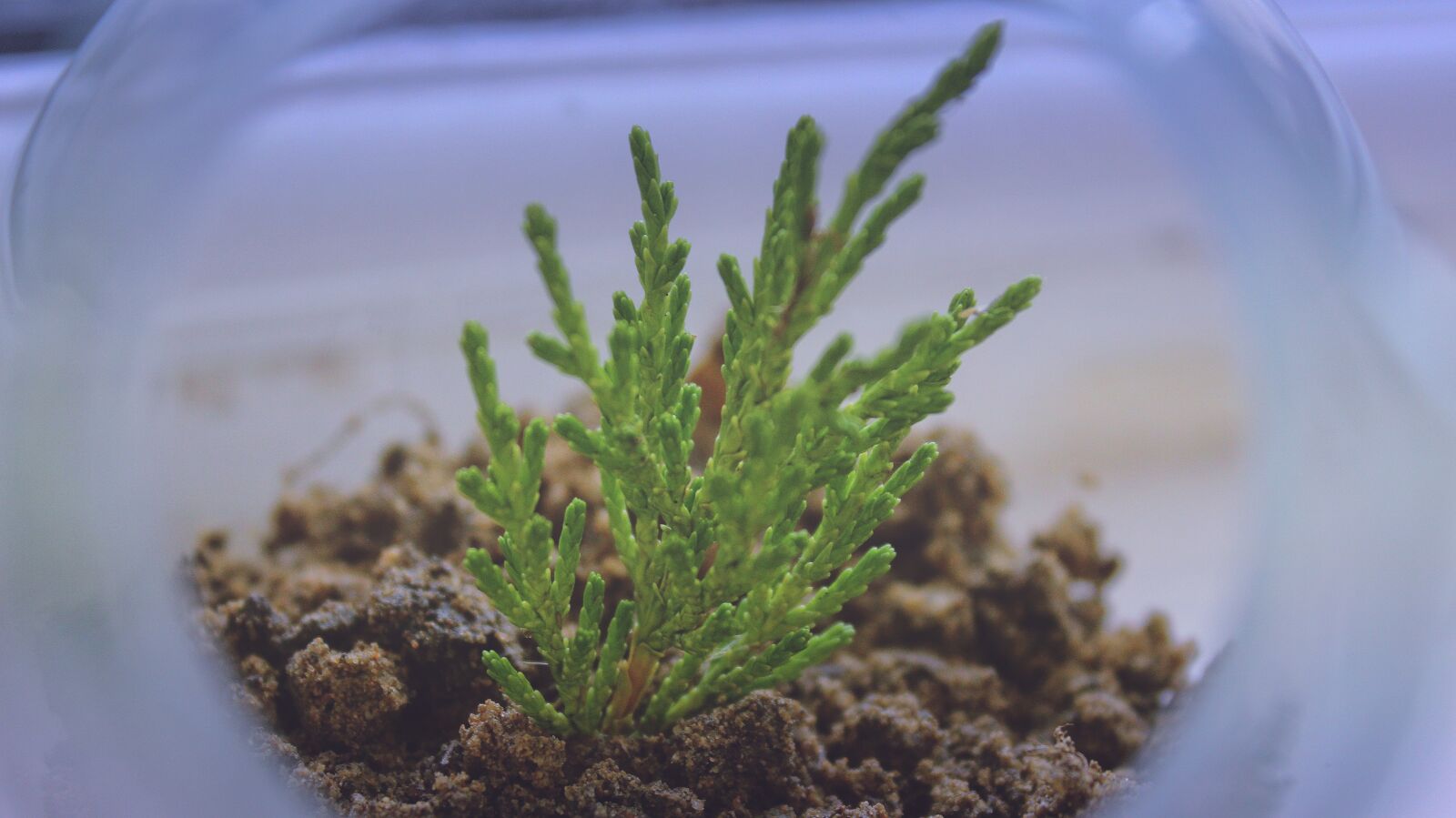 Canon EOS 600D (Rebel EOS T3i / EOS Kiss X5) sample photo. Plant, aquarium, display photography
