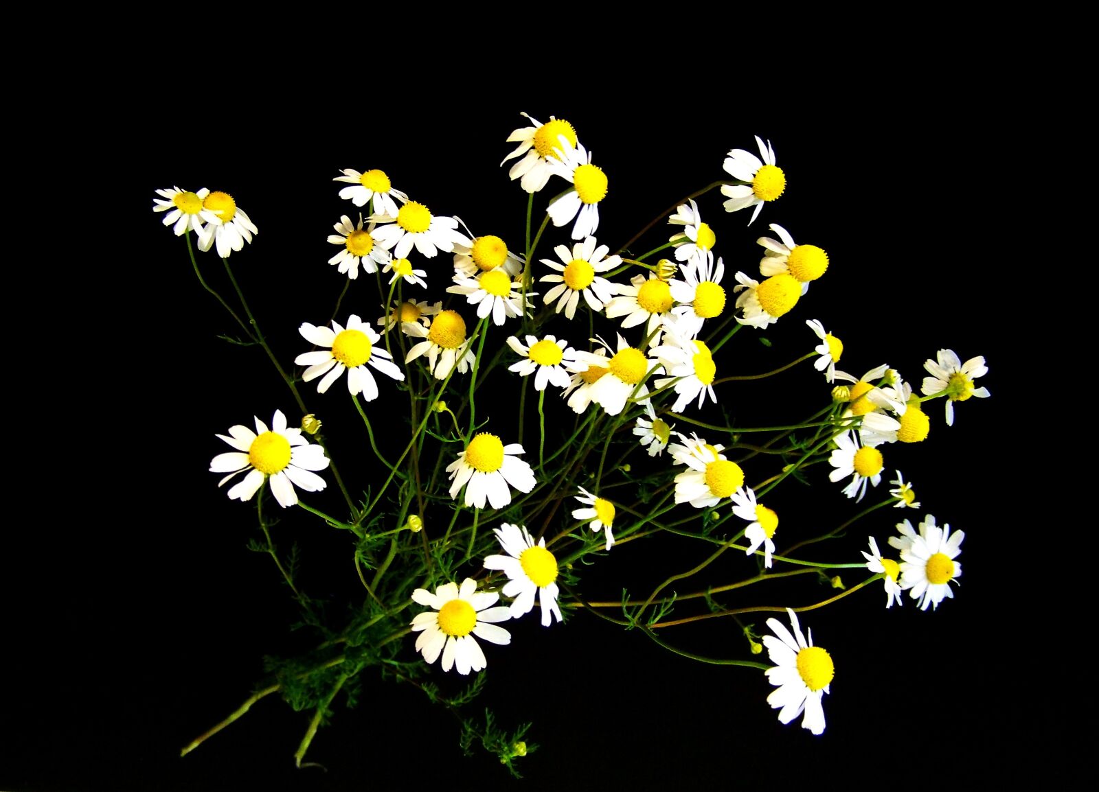 Kodak EASYSHARE ZD710 ZOOM DIGITAL CAMERA sample photo. Chamomile, summer flower, white photography