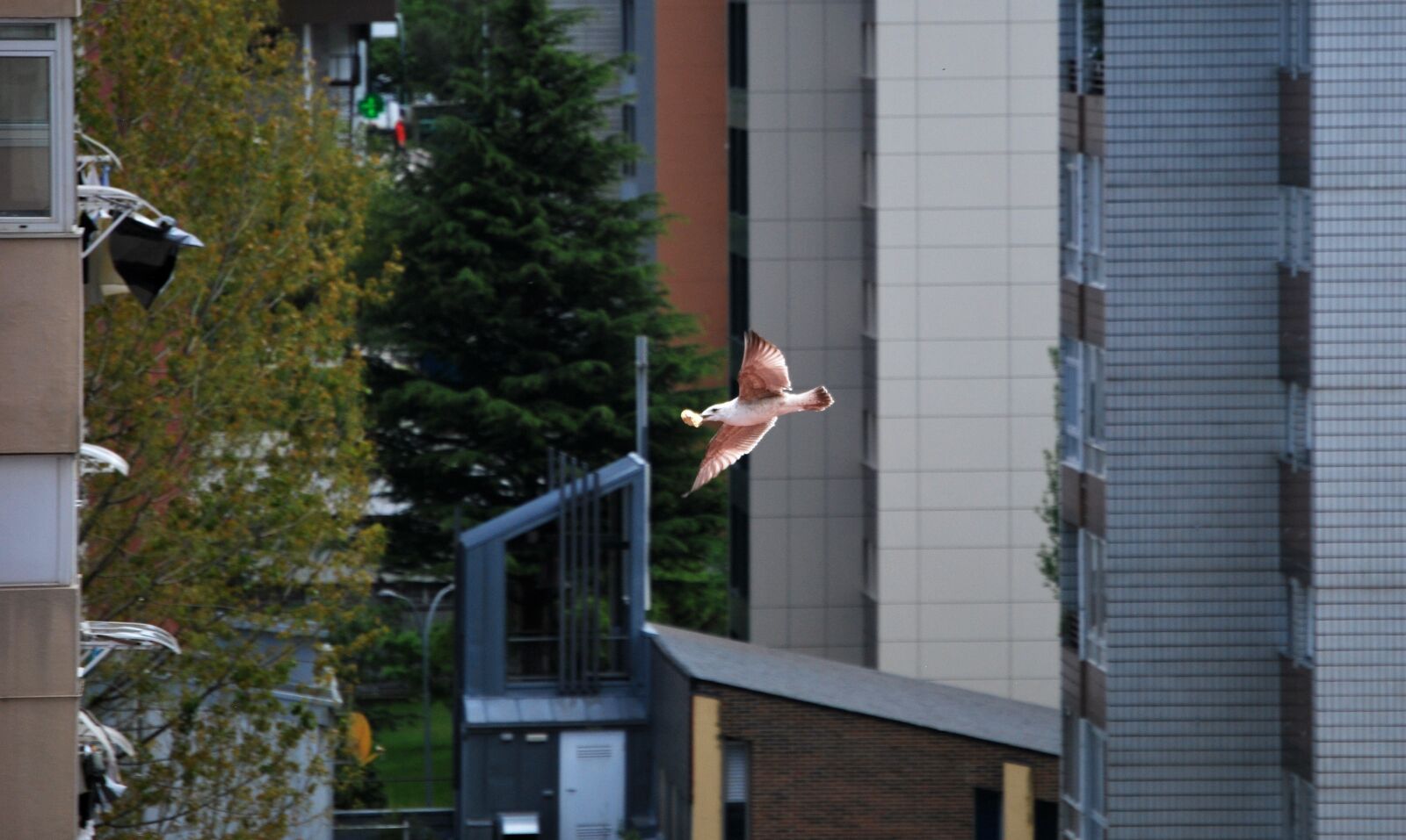 Nikon D60 sample photo. Seagull, city, bread photography