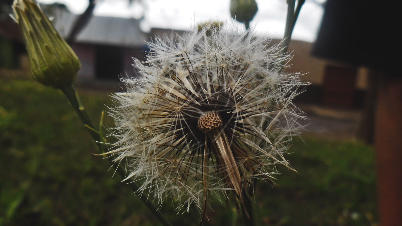 Samsung ES90/ ES91 sample photo. Flower, taracaxum photography