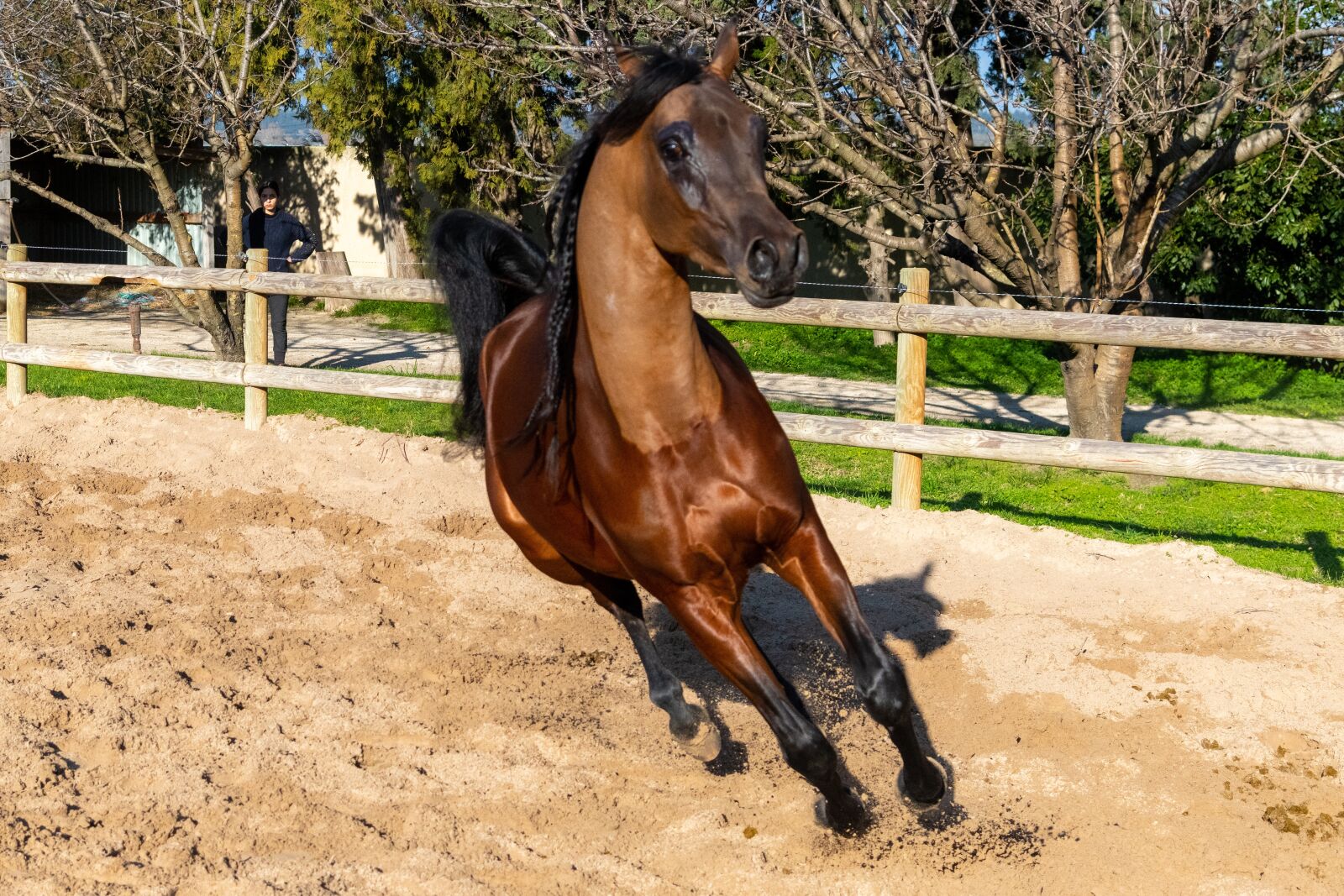 Nikon D850 sample photo. Pure-blood arab, horse, dressage photography