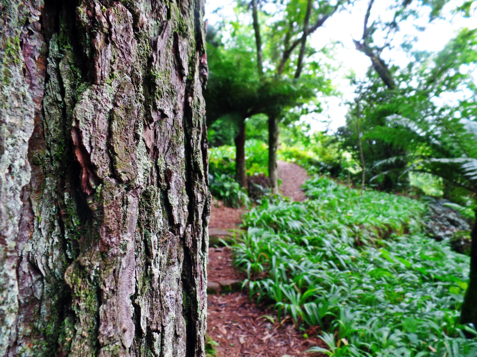 Samsung WB350F/WB351F/WB352F sample photo. Nature, green, natural photography