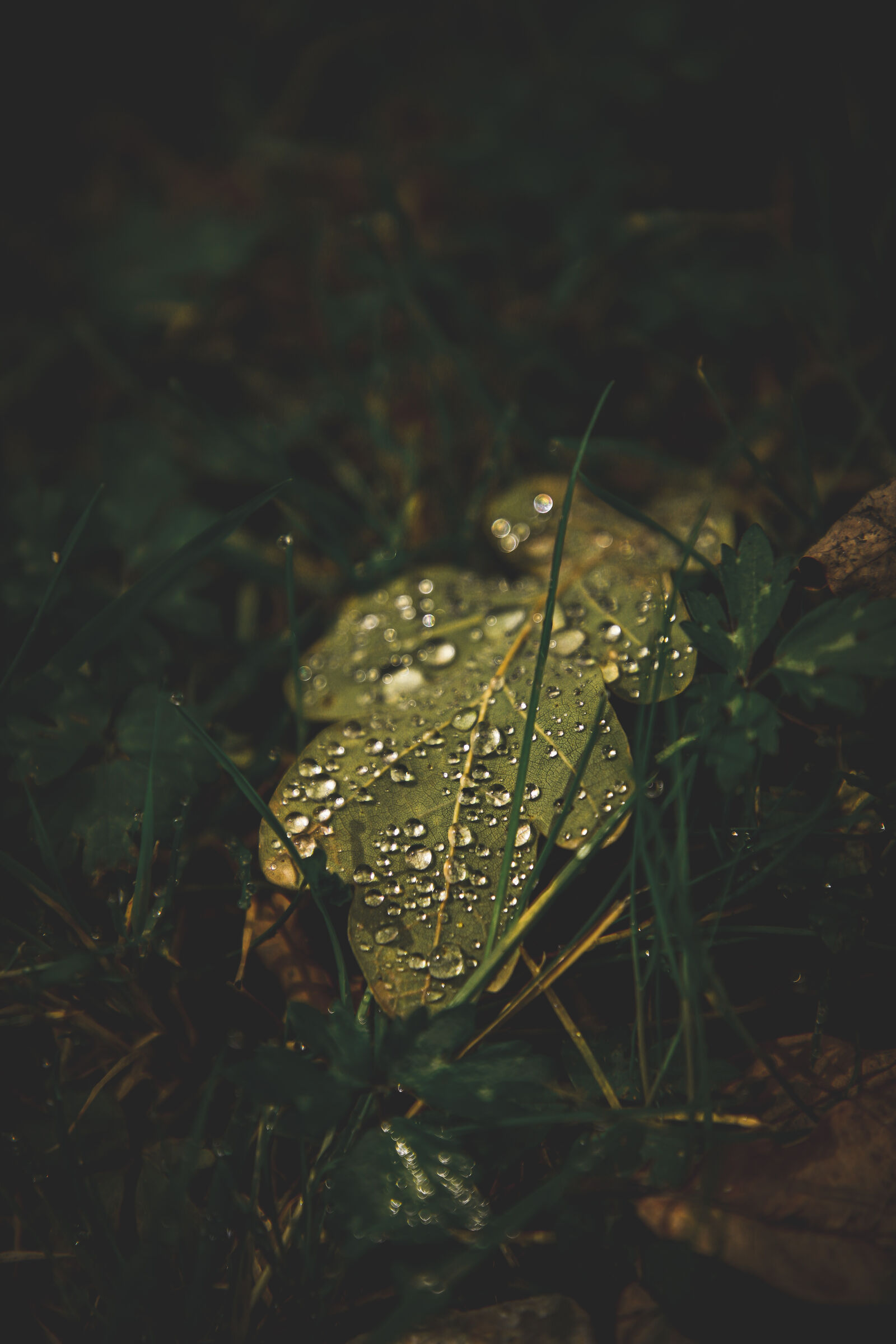 Canon EOS 6D Mark II sample photo