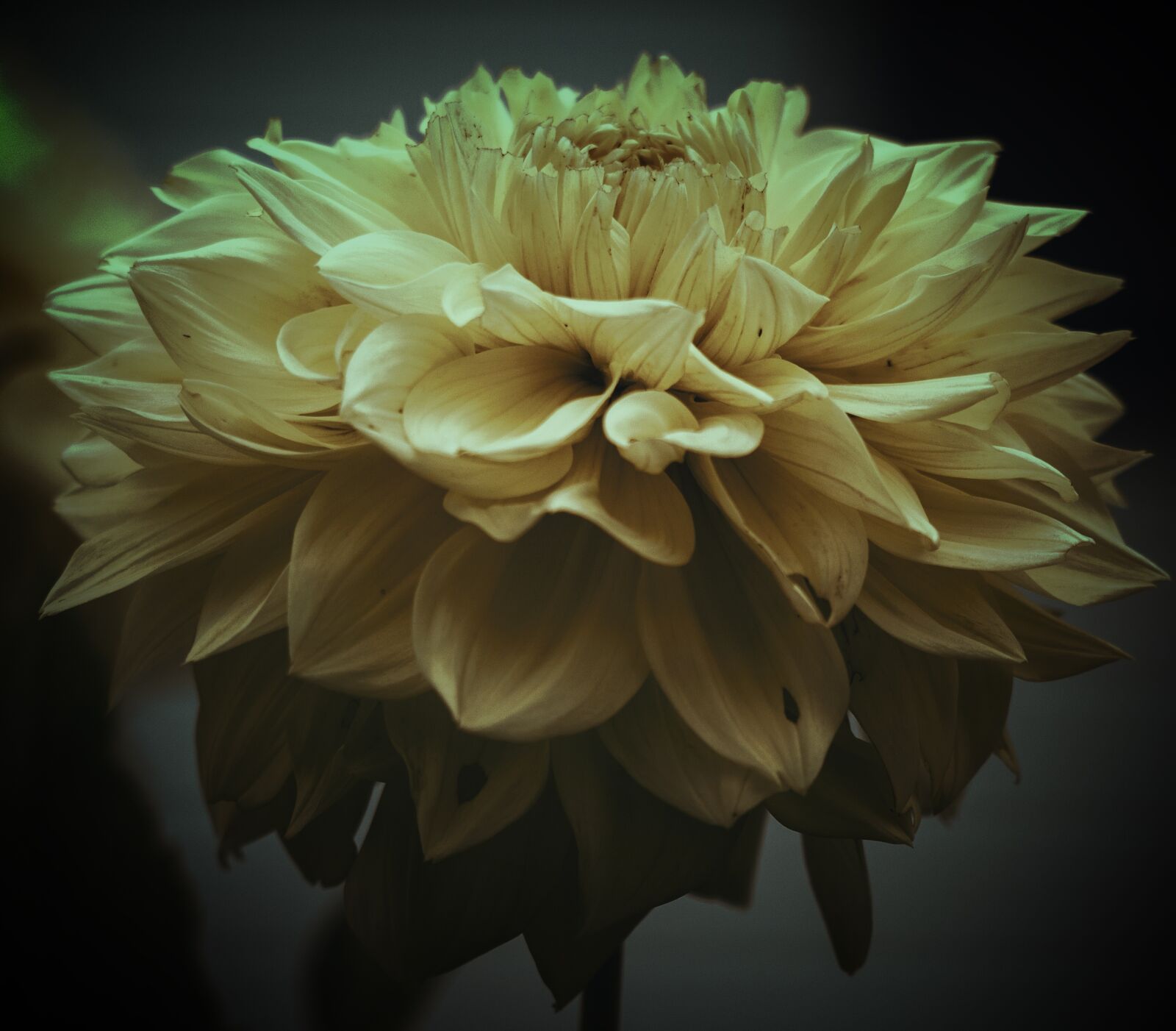 Canon EF 70-300 F4-5.6 IS II USM sample photo. Flower, dahlia, garden petals photography