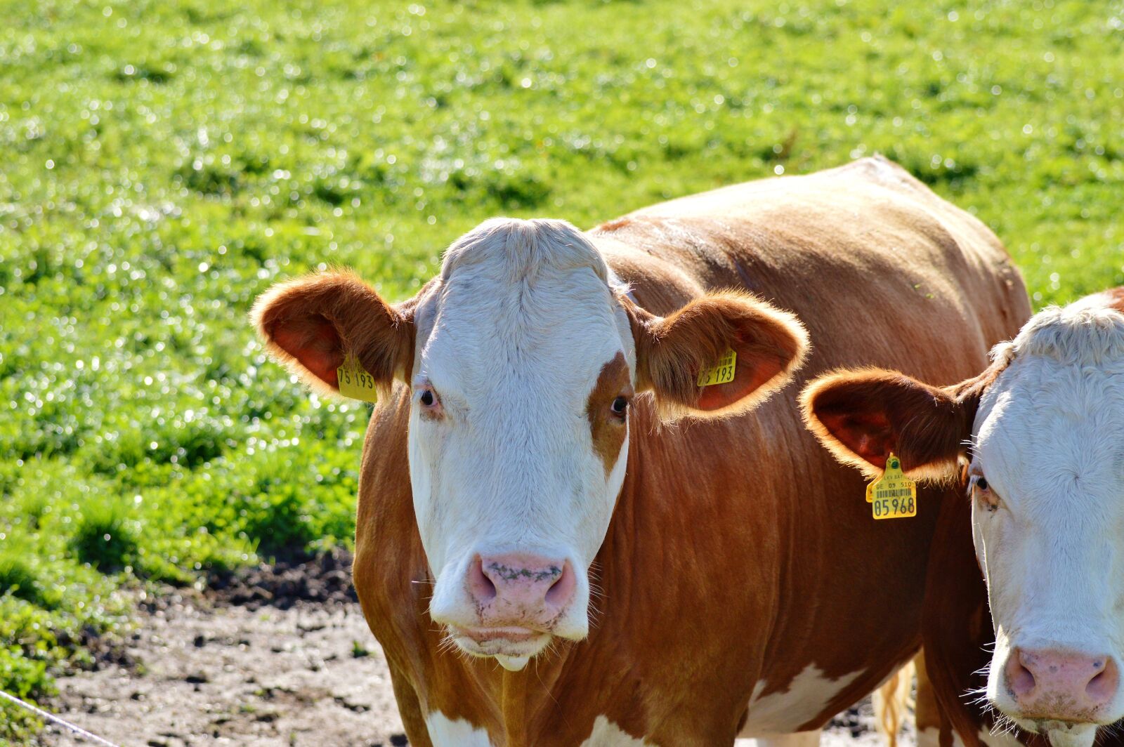 Nikon D3200 sample photo. Cow, beef, ruminant photography