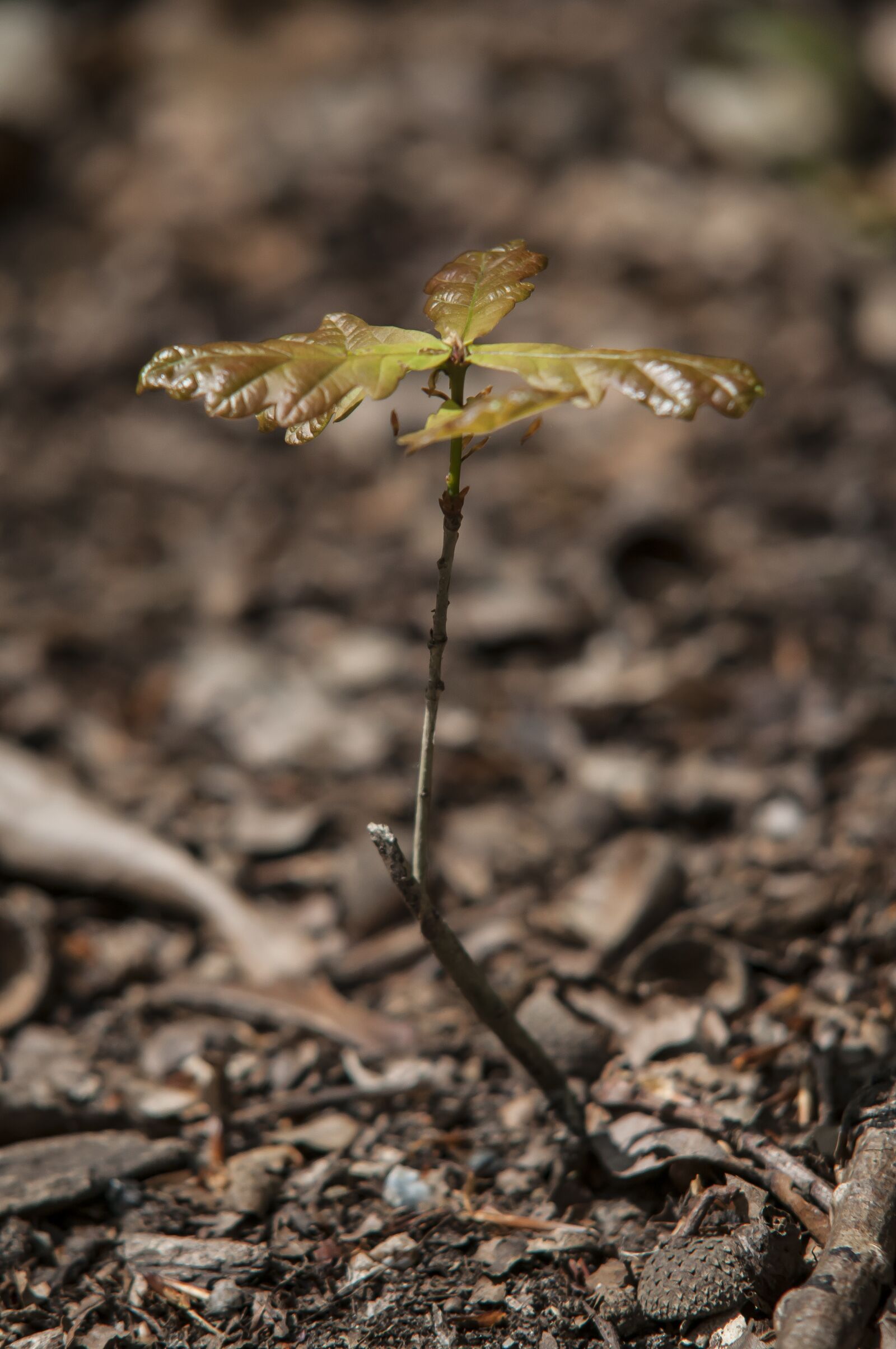 Nikon D300 sample photo. Forest, oak, spring photography