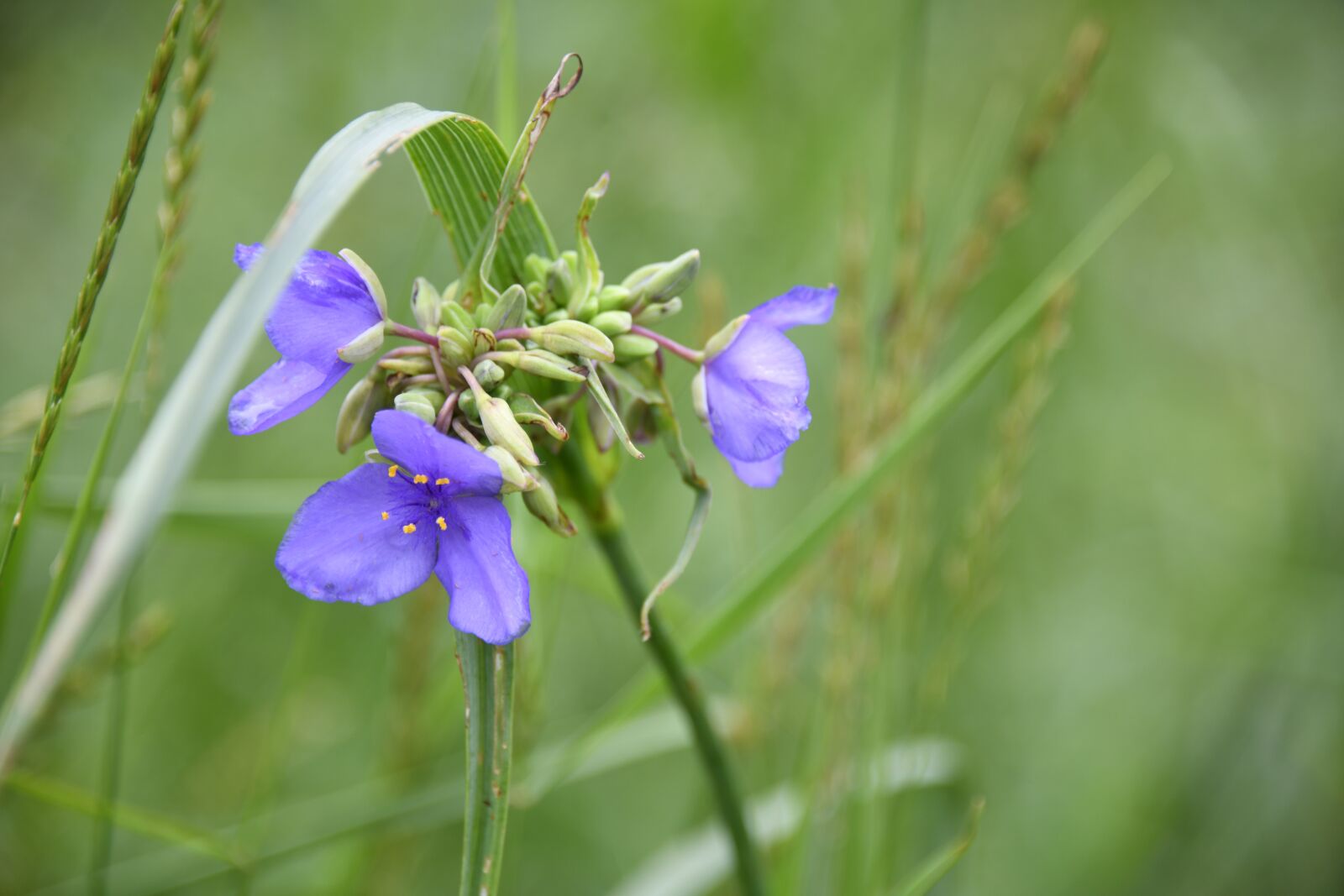 Nikon D850 sample photo. Spiderwort, lily, flower photography