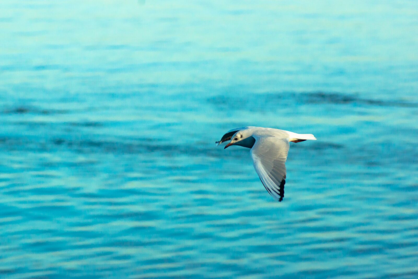 Sony SLT-A77 sample photo. Gaivota, seagull, mouette photography