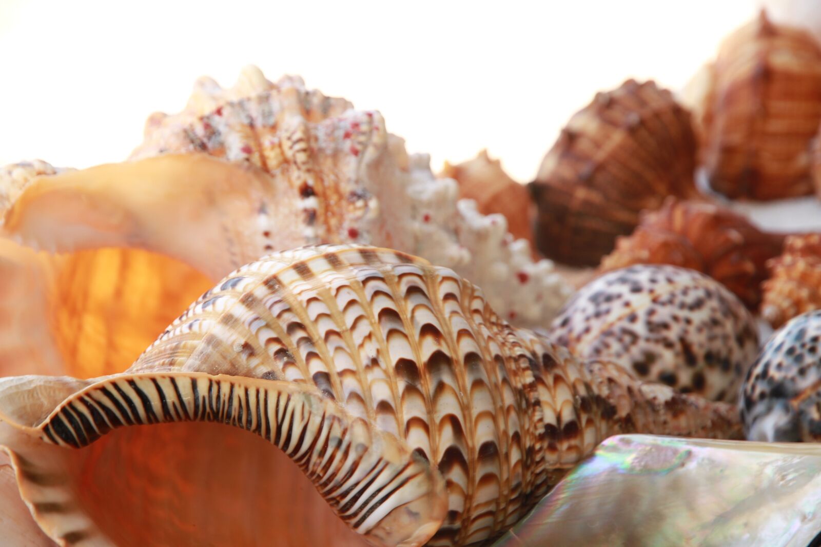 Canon EOS 7D sample photo. Nature, food, shell photography