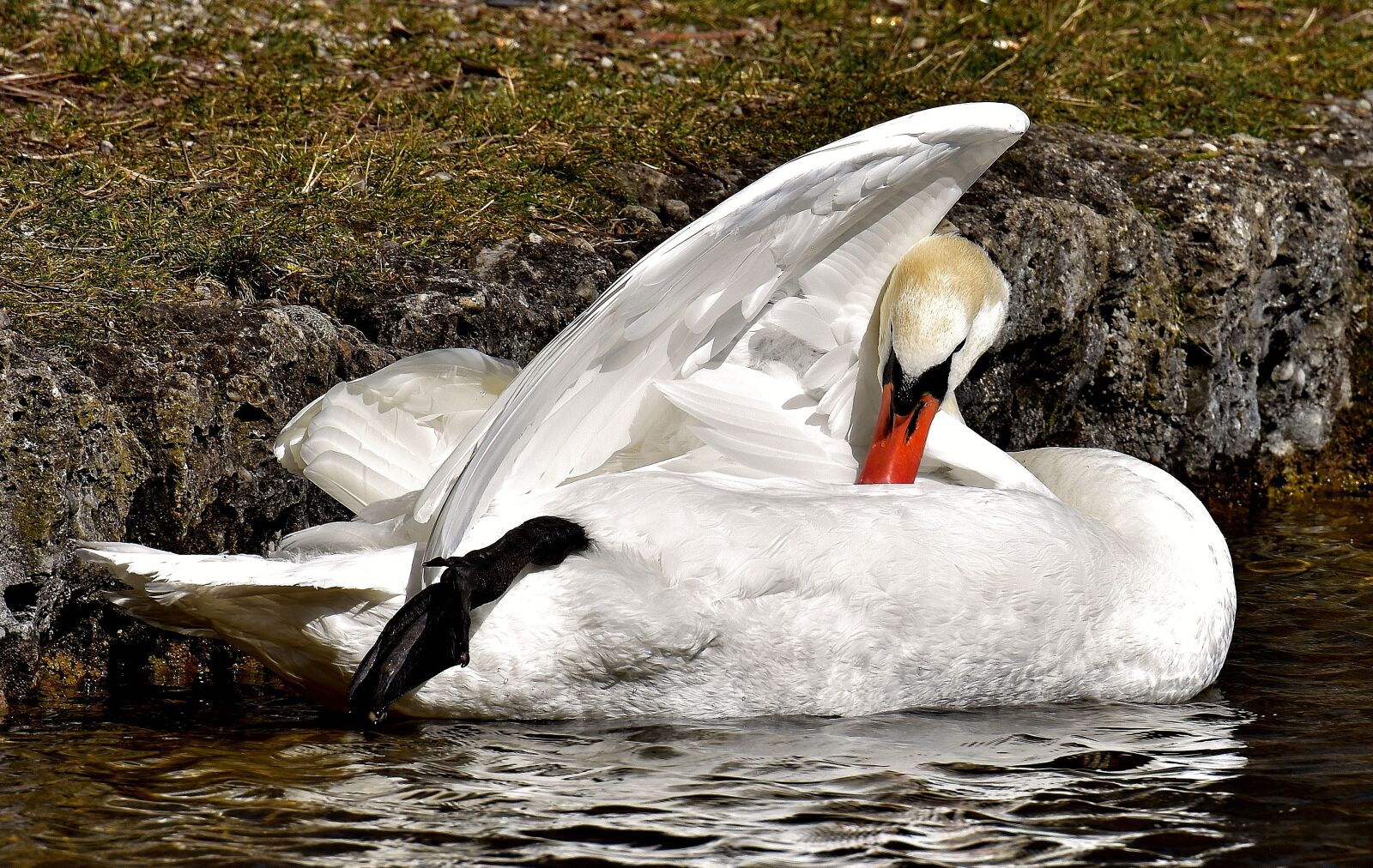 Nikon D7200 sample photo. Swan, water bird, white photography