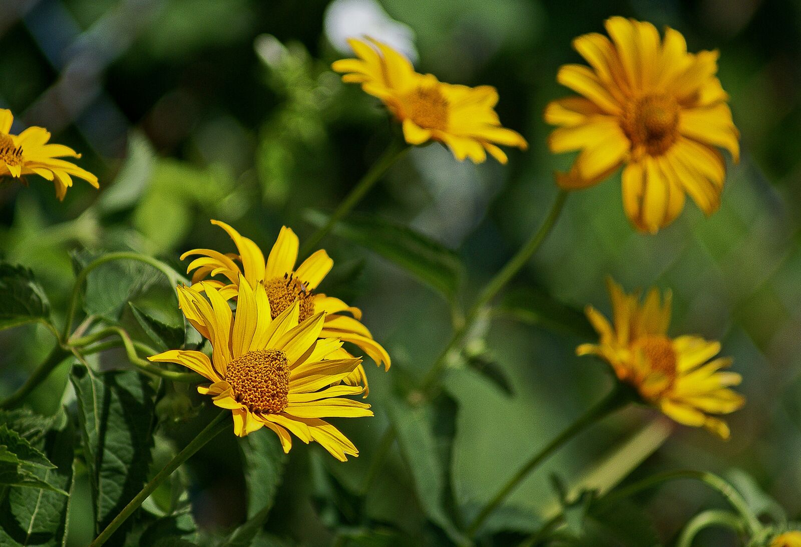 Sony Alpha DSLR-A100 sample photo. S oneczniczek rough, flowers photography