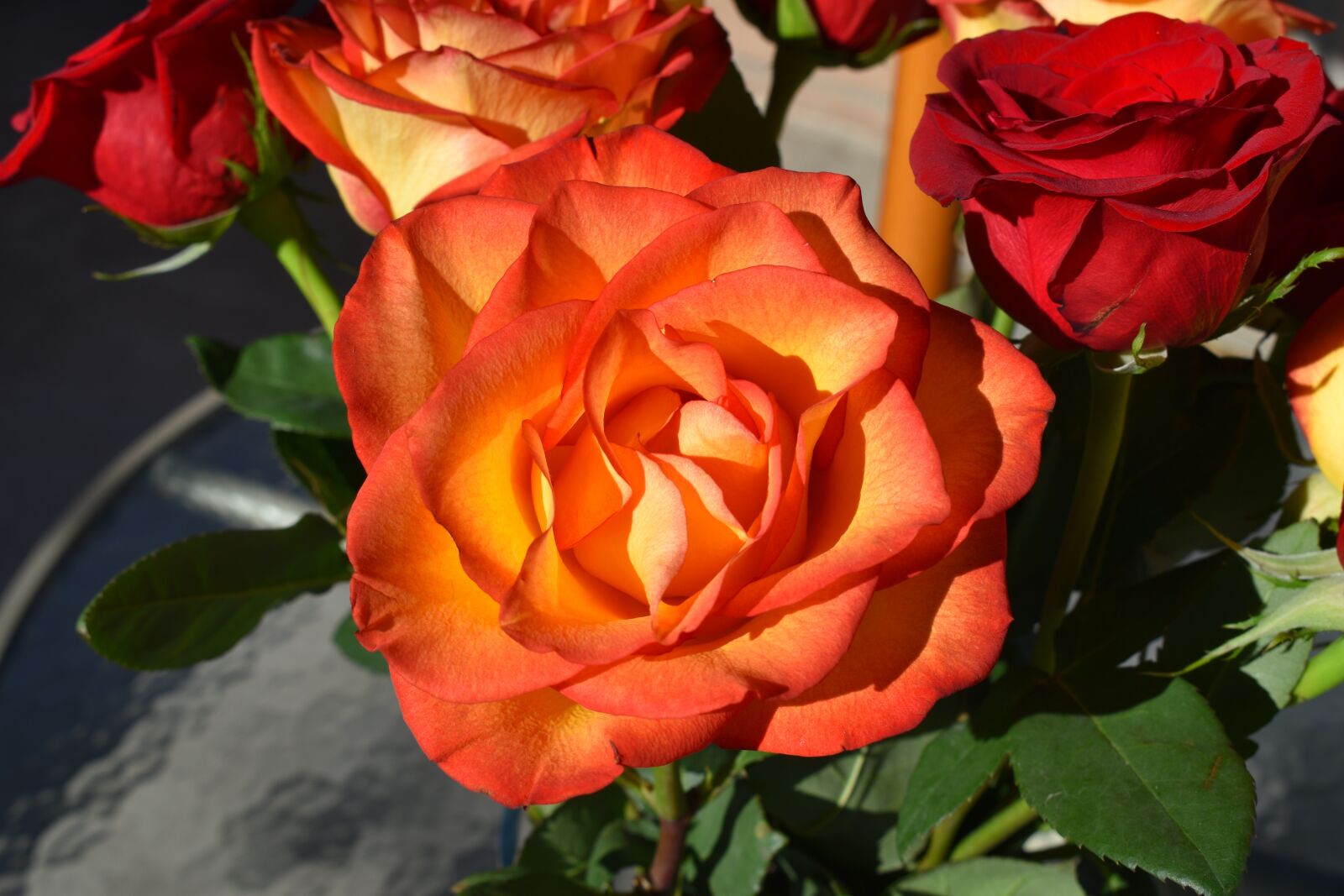 Nikon D3500 sample photo. Rose, flowers, petal photography