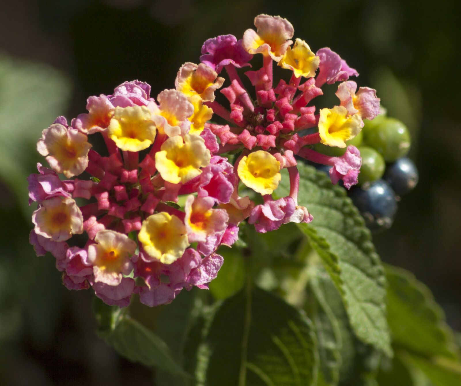 Canon EOS 50D sample photo. Flower, macro, nature photography