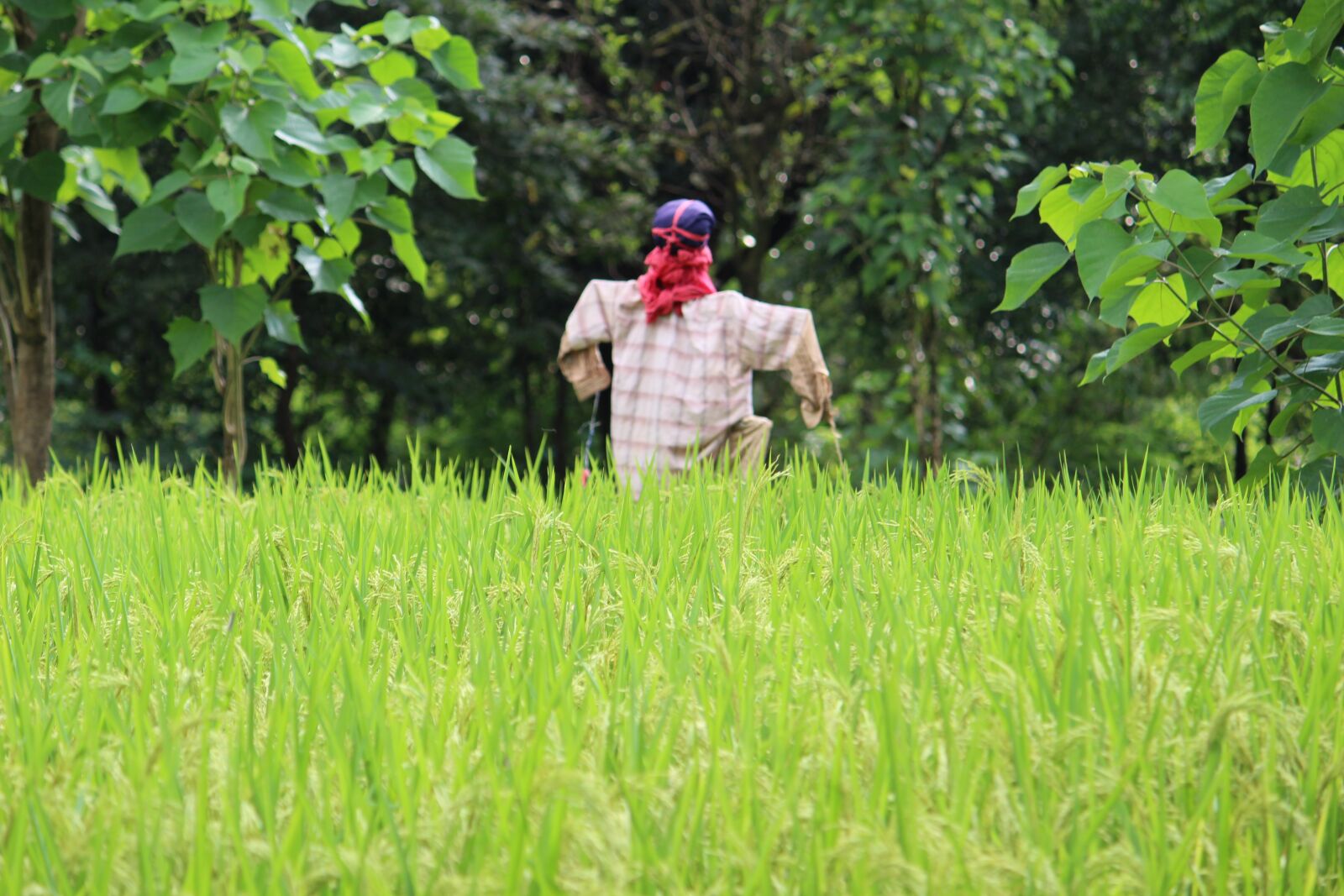 Canon EOS 1300D (EOS Rebel T6 / EOS Kiss X80) sample photo. Farm, india, food photography