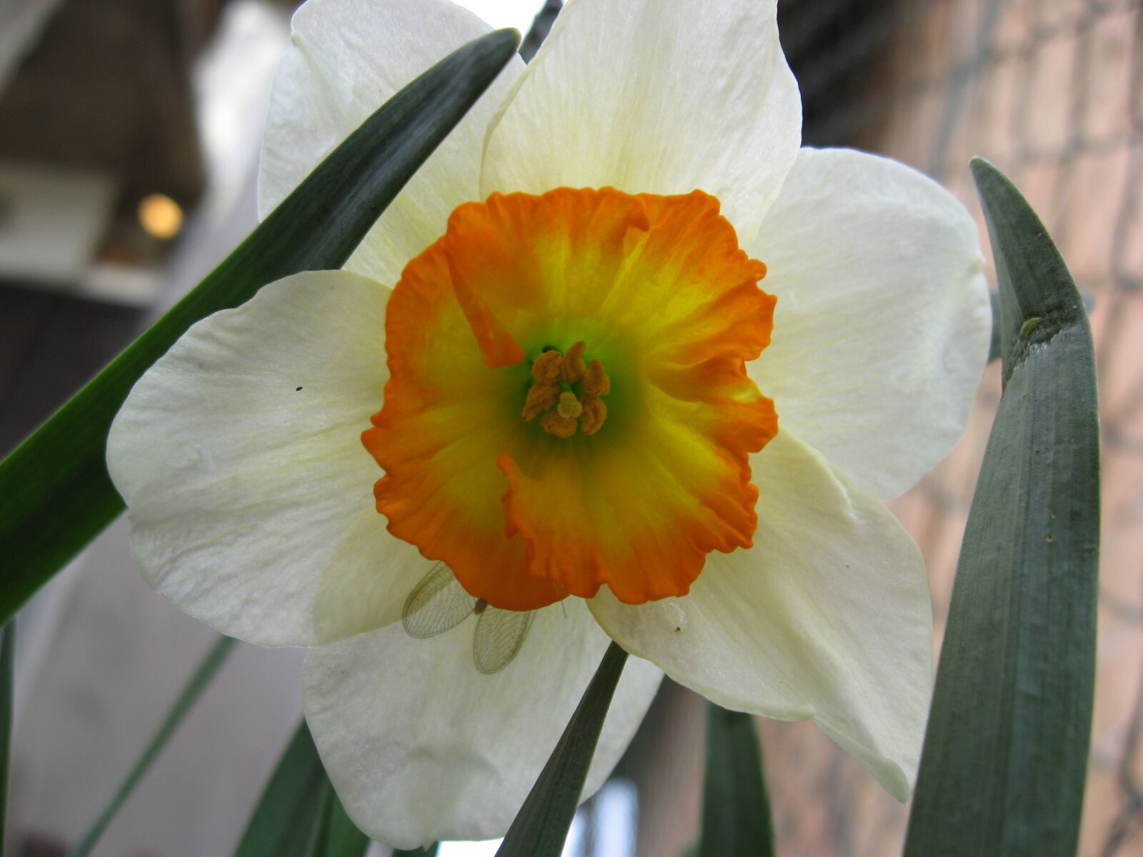 Canon POWERSHOT A550 sample photo. Daffodil, flower, march, spring photography