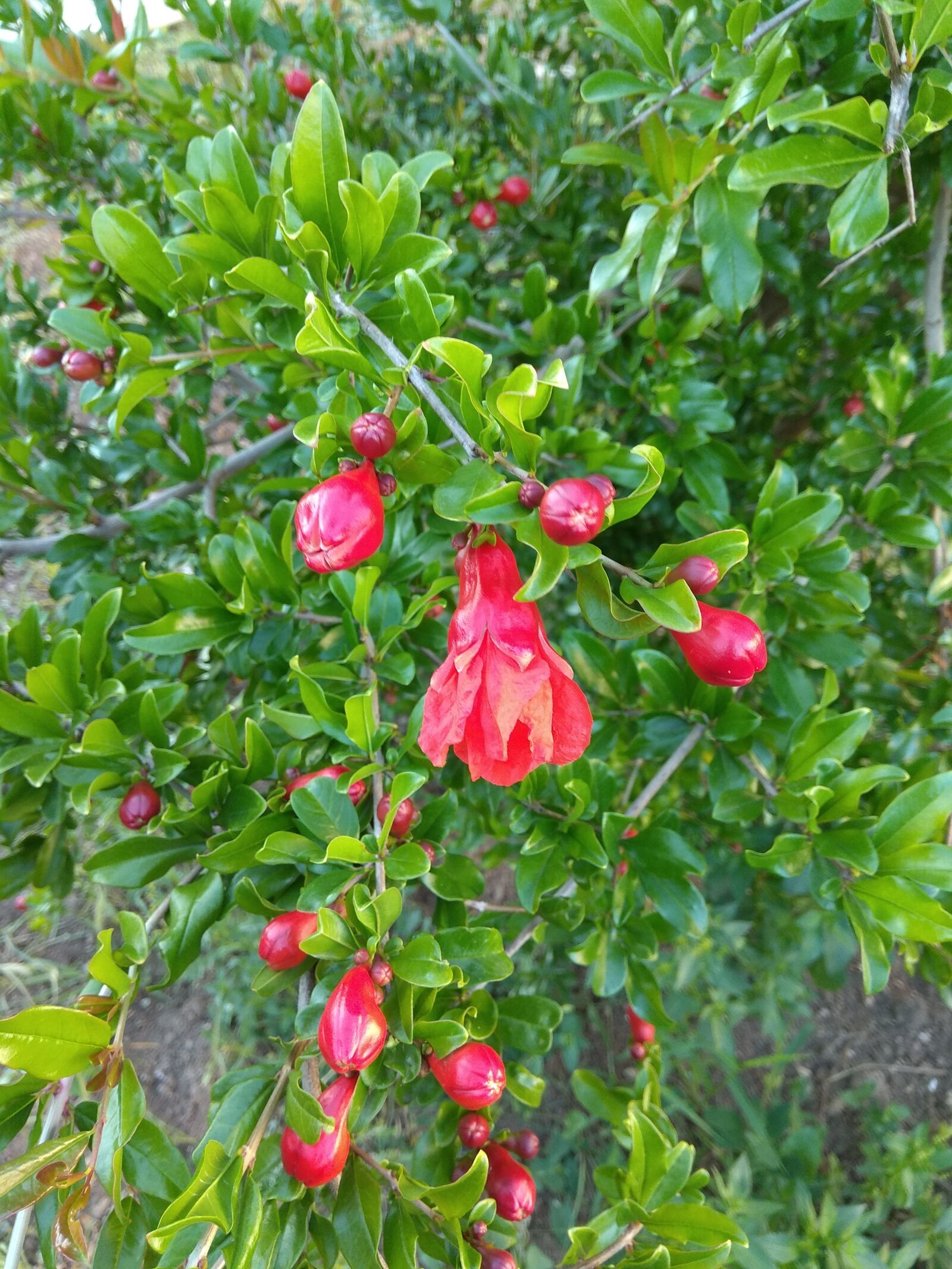 Xiaomi Redmi Note 4 sample photo. Pomegranate, plant, shrub photography