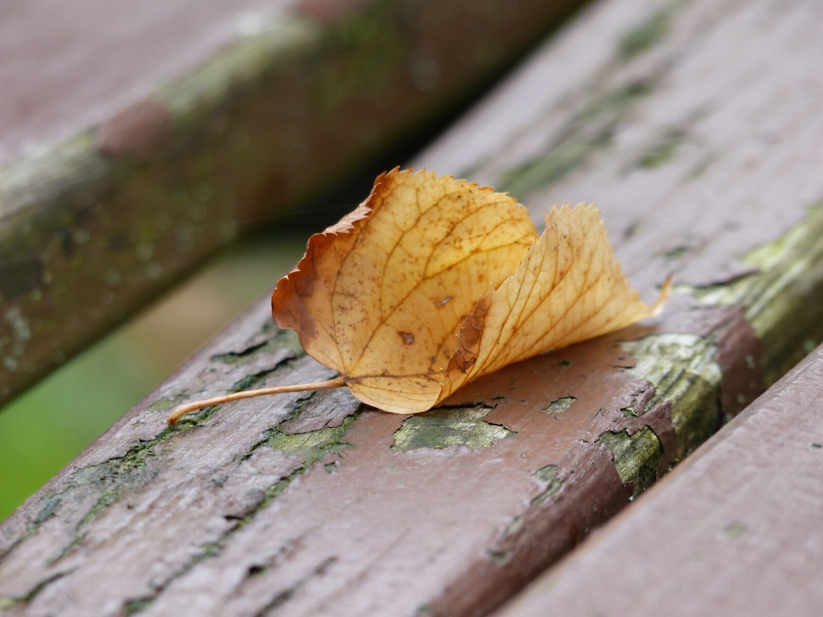Panasonic Lumix DMC-FZ200 sample photo. Leaf, bank, autumn colours photography