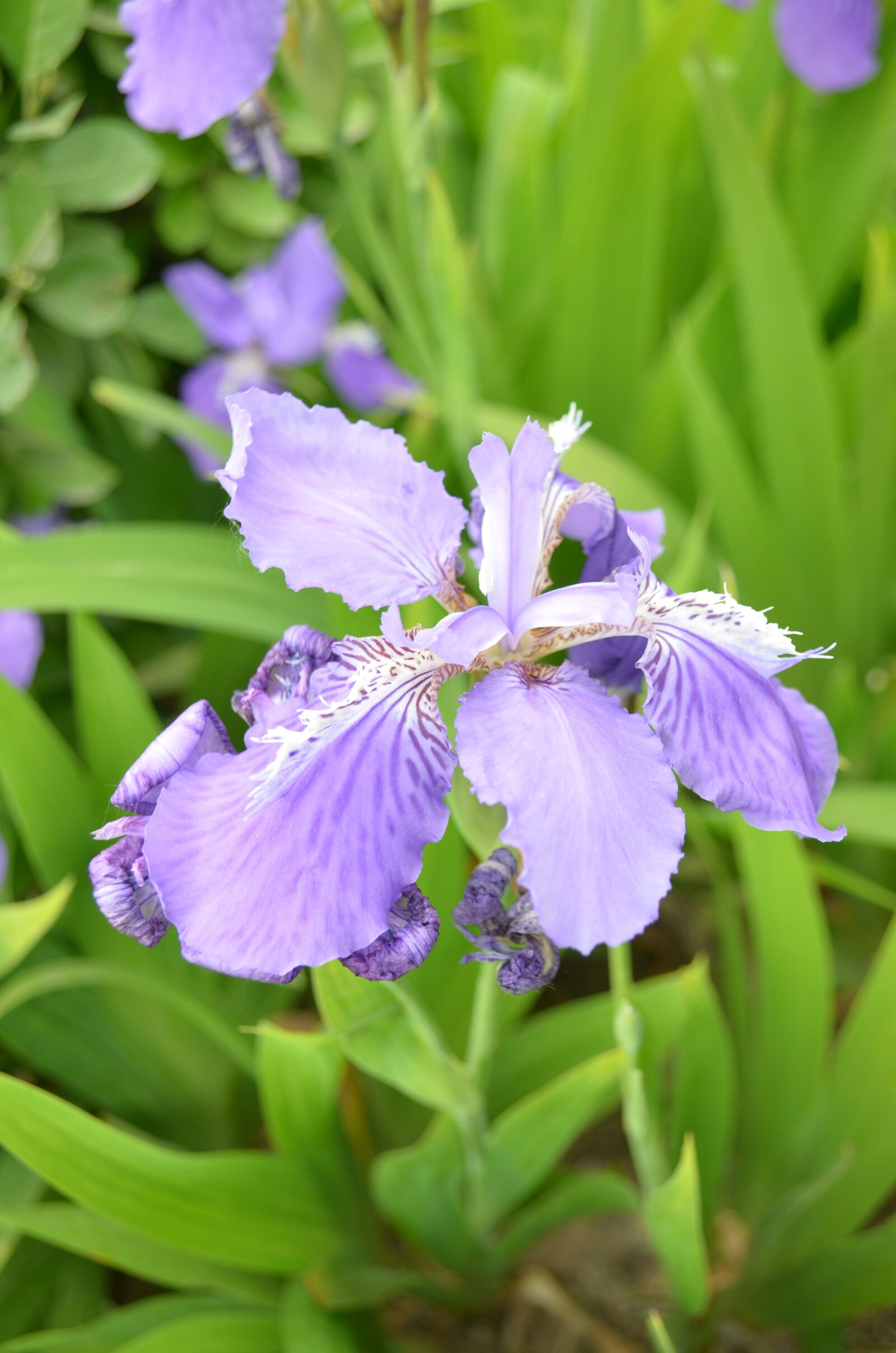Nikon D5100 sample photo. Iris, blue and purple photography
