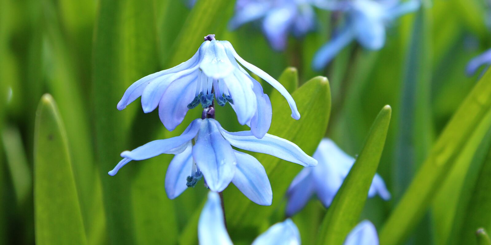 Canon EOS 2000D (EOS Rebel T7 / EOS Kiss X90 / EOS 1500D) sample photo. Scilla, spring, blue photography