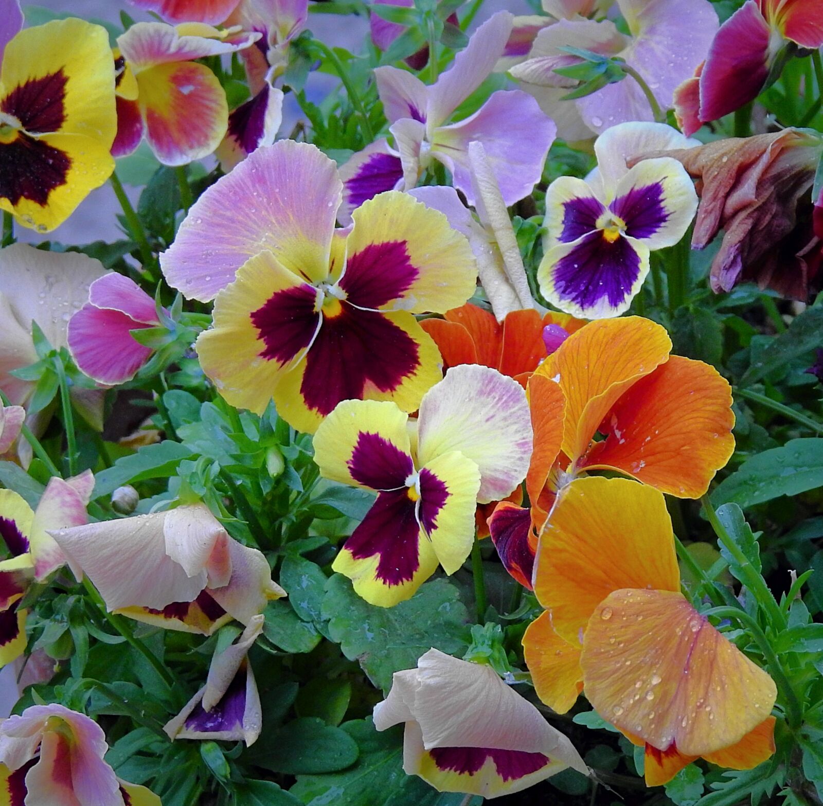 Nikon Coolpix P900 sample photo. Pansies, colorful flowers, spring photography