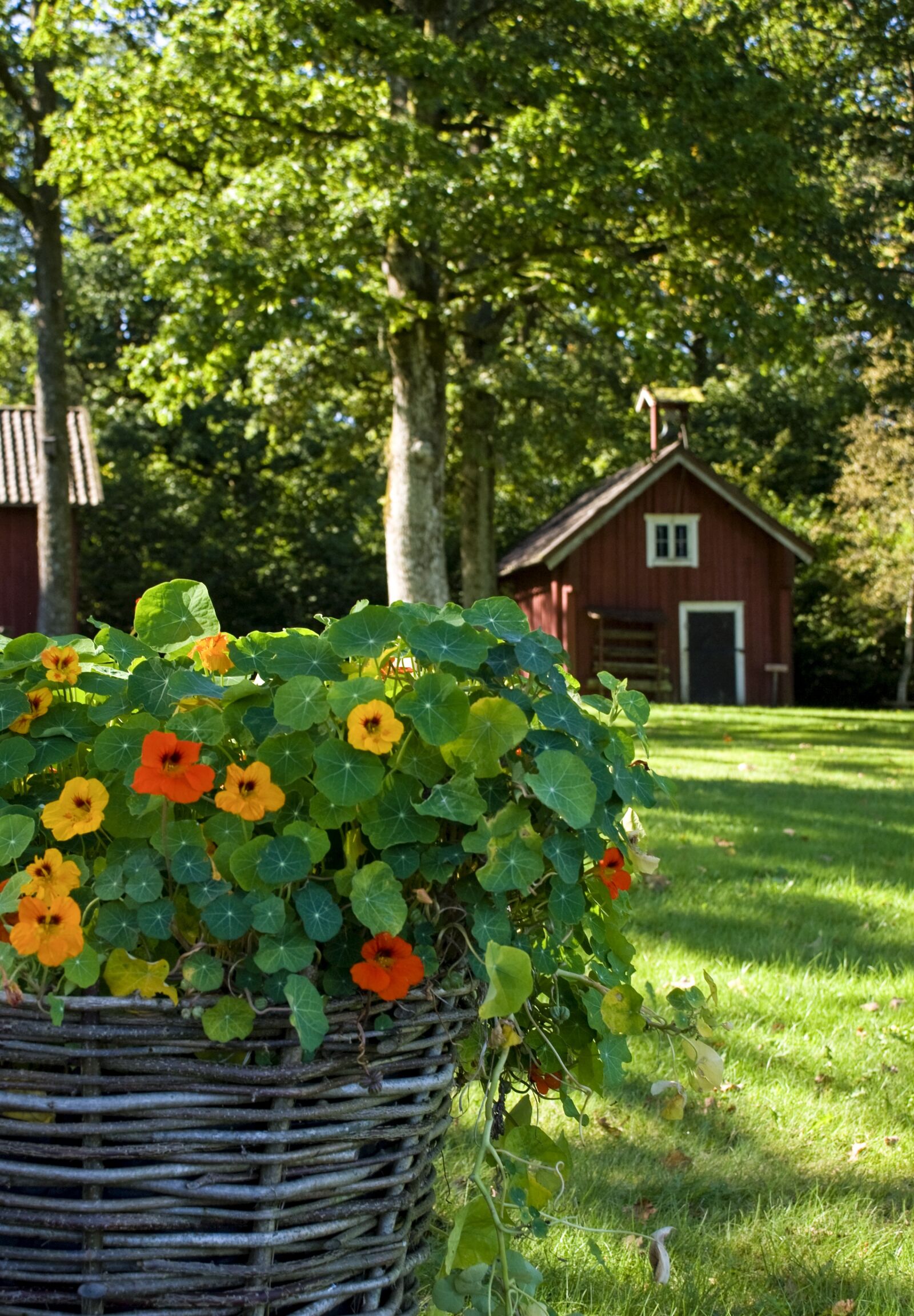 Nikon D80 sample photo. Flower, garden, summer photography