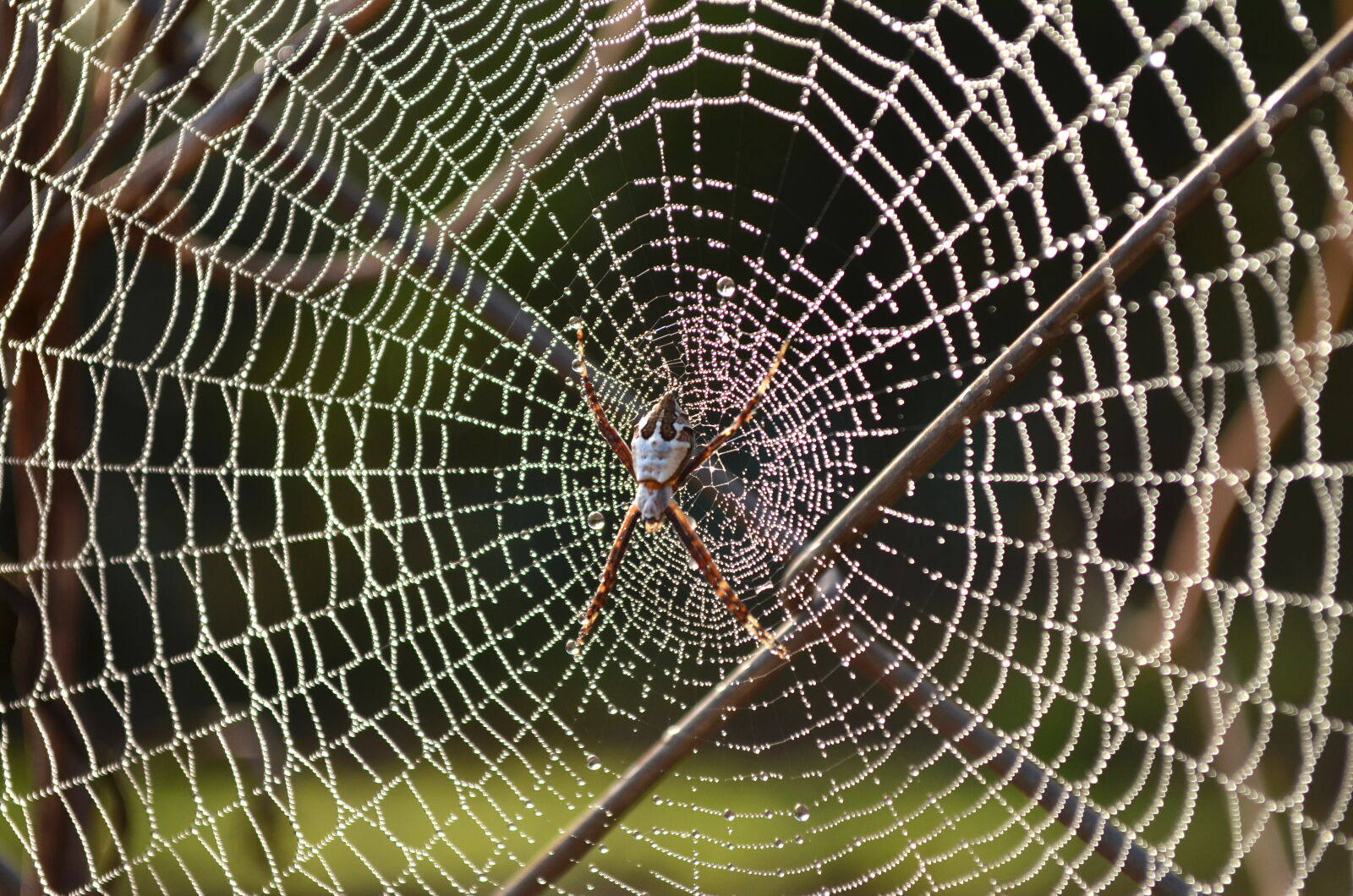 Nikon D5100 sample photo