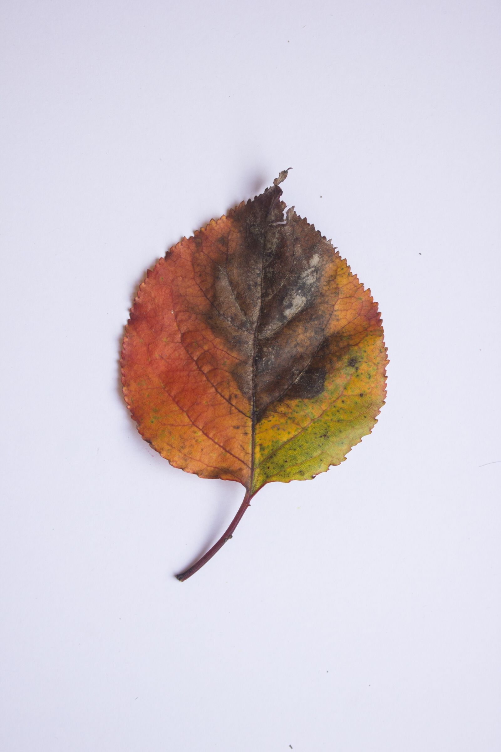 Canon EF-S 18-55mm F3.5-5.6 IS sample photo. Leaf, autumn, colors photography