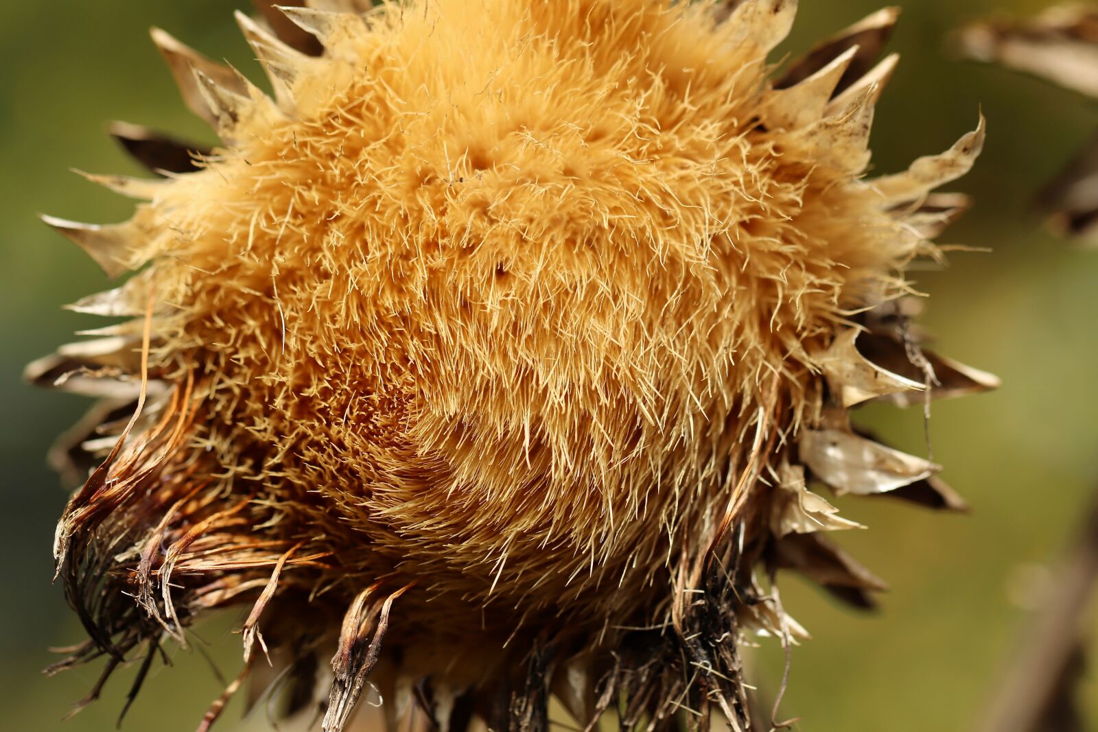 Canon EOS 800D (EOS Rebel T7i / EOS Kiss X9i) sample photo. Artichoke, artichoke flower, faded photography
