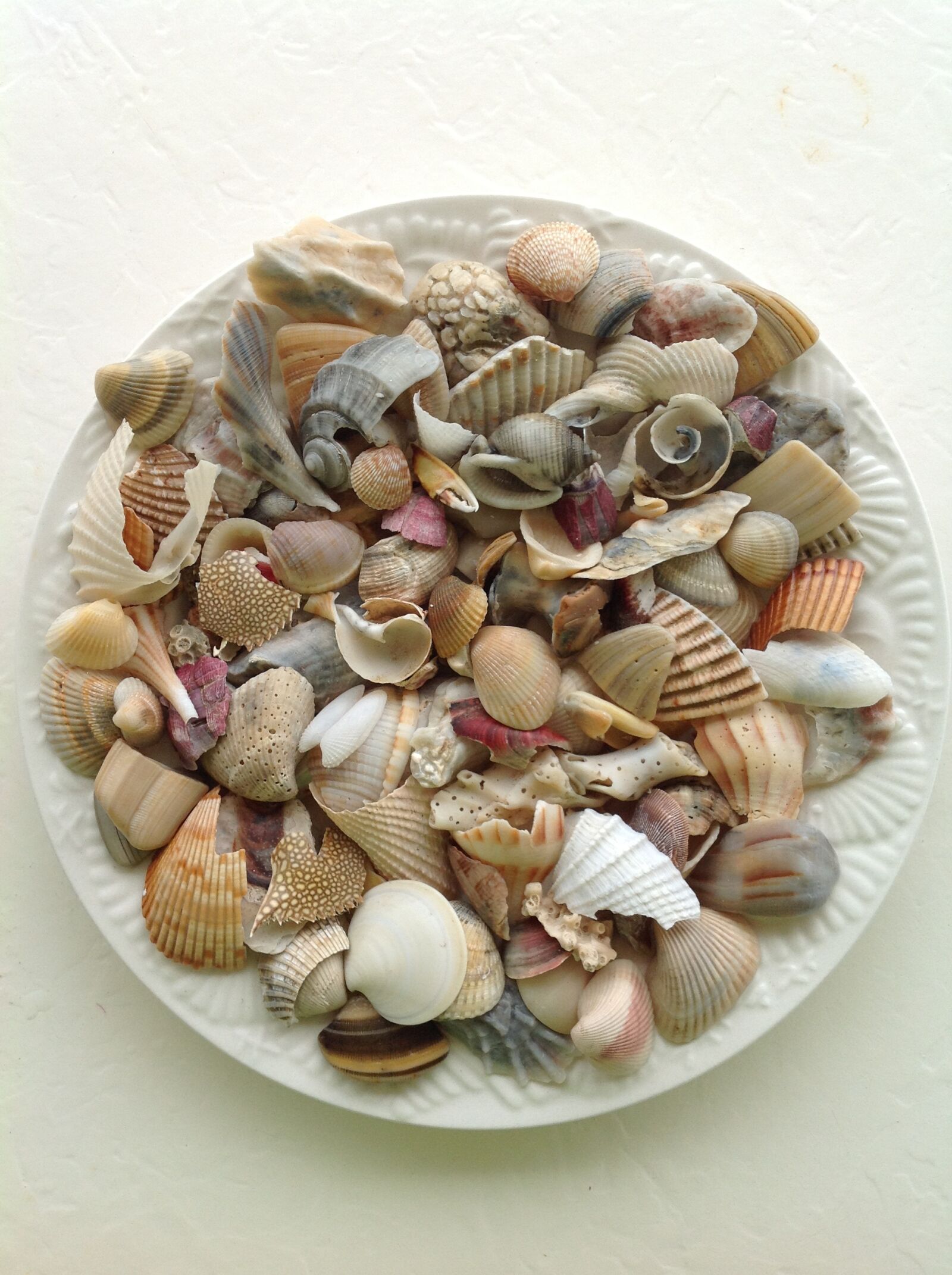 Apple iPad sample photo. Sea, shell, beach photography