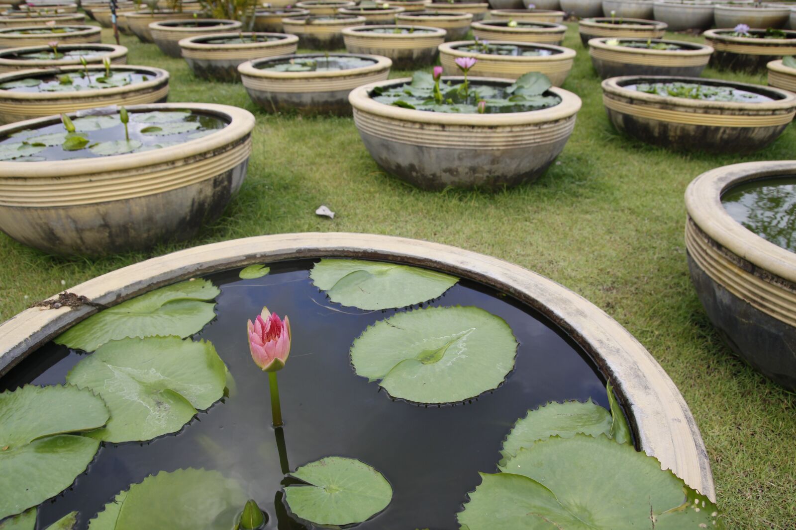 Canon EOS 50D sample photo. Water lily, pond, garden photography