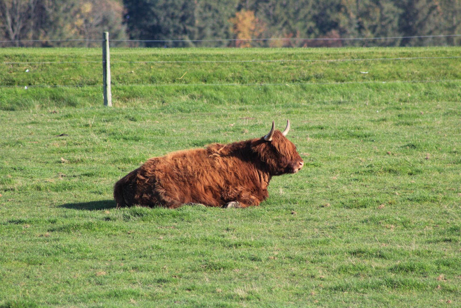 Canon EF 75-300mm f/4-5.6 sample photo. Ox, animal, ruminant photography