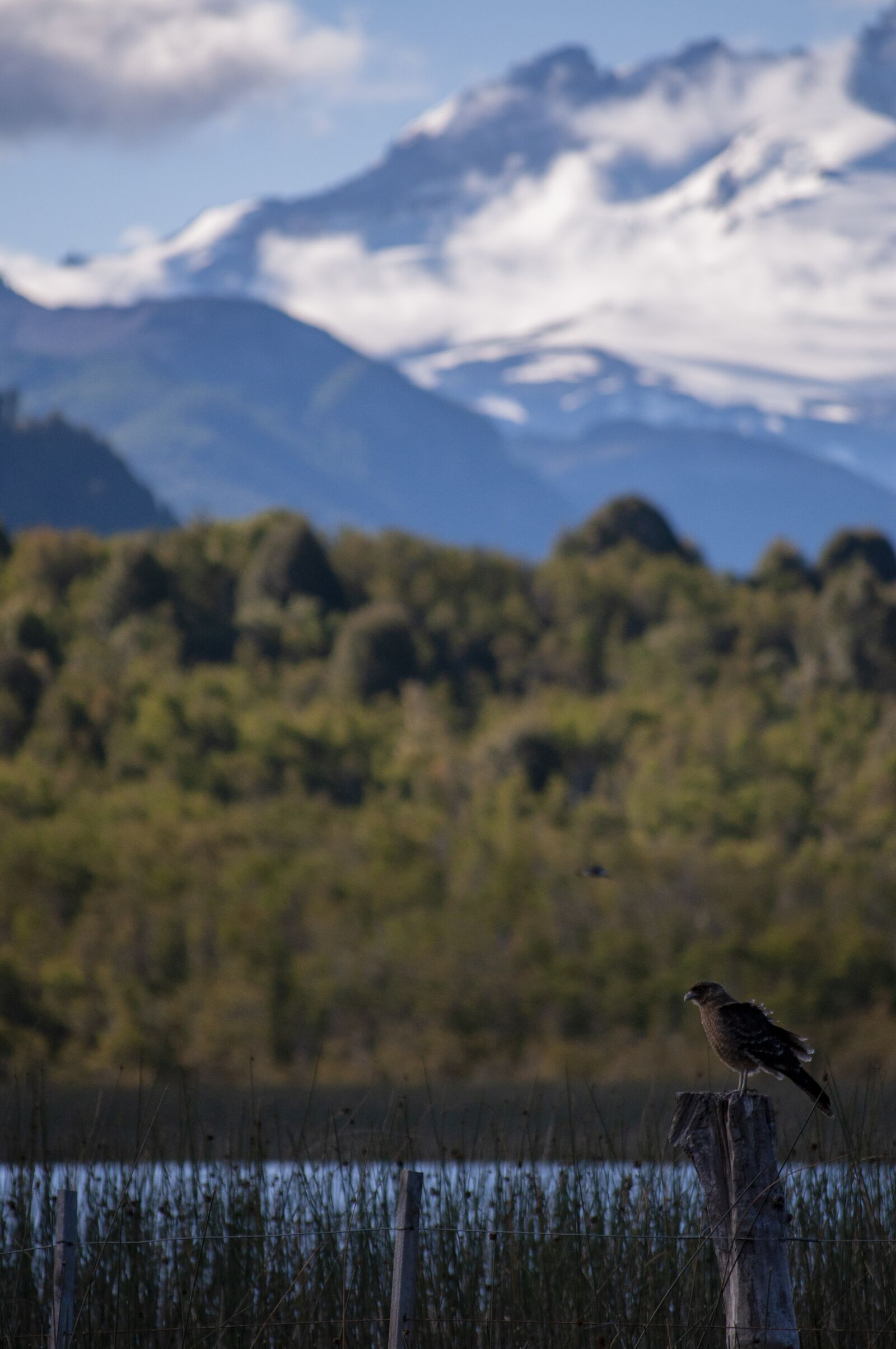 Nikon D5000 sample photo. Nature, animal, animals photography
